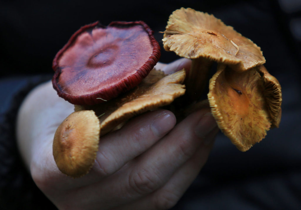Where to Go Foraging for Wild Mushrooms in Sonoma County