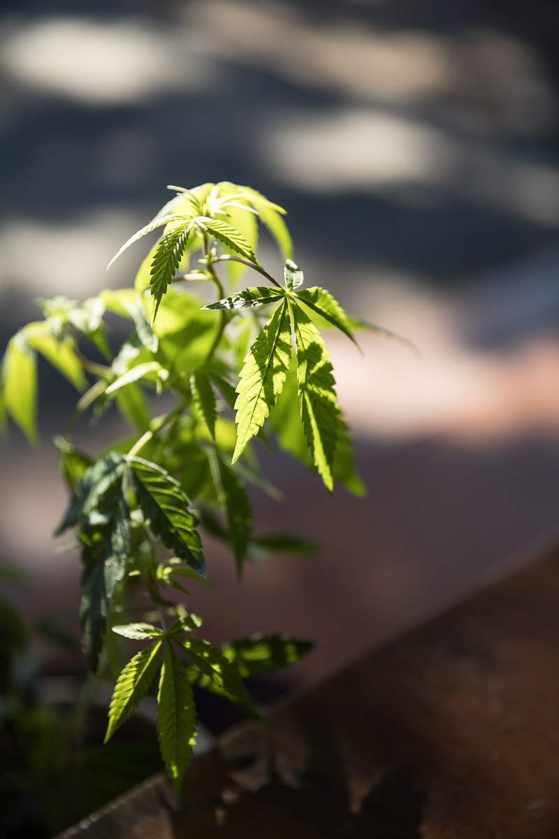 Women in cannabis story Erin Gore of Garden Society