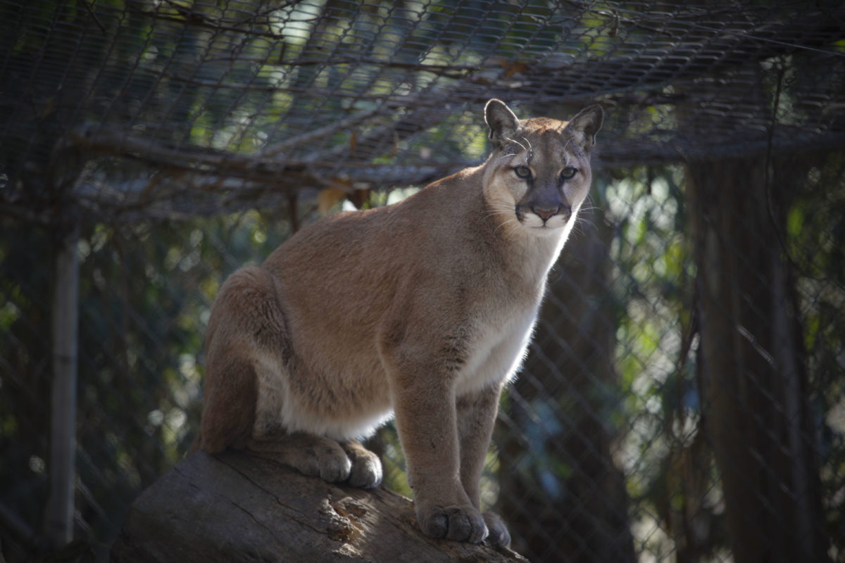 Sonoma County Animal Farms, Petting Zoos and Wildlife Preserves for
