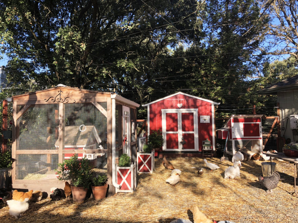 Scandinavian Farmer Creates Chicken Paradise In Sonoma Sonoma Magazine