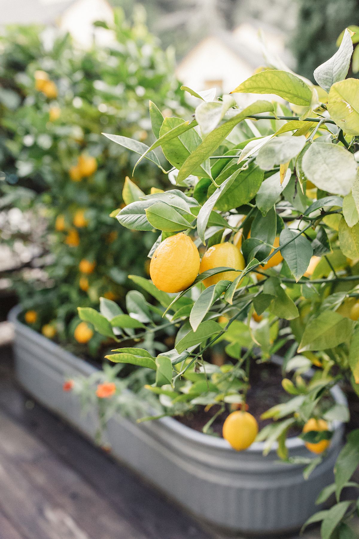 Lemon tree at Farmhouse Inn in Forestville. (Courtesy photo)