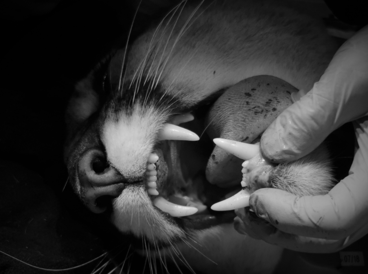 These are all photos of a 2 Â½-year-old mountain lion dubbed P14 who was captured, tranquilized, collared with a GPS device and then released in early January in west Sonoma County as part of the Aububon Canyon Ranch Living With Lions program. Â©Audubon Canyon Ranch / egret.org