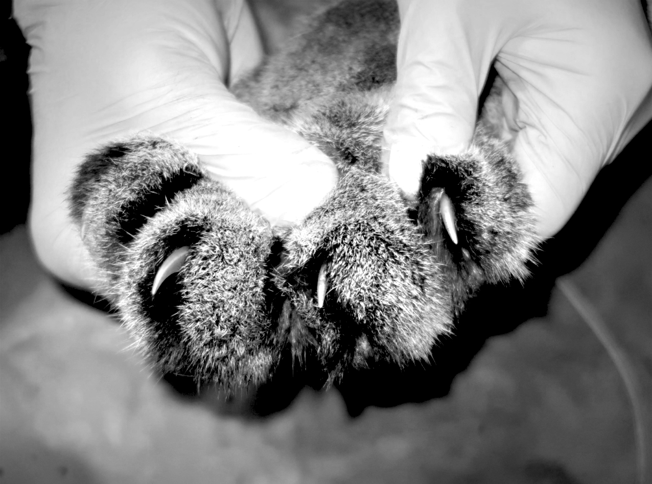 These are all photos of a 2 Â½-year-old mountain lion dubbed P14 who was captured, tranquilized, collared with a GPS device and then released in early January in west Sonoma County as part of the Aububon Canyon Ranch Living With Lions program. Â©Audubon Canyon Ranch / egret.org