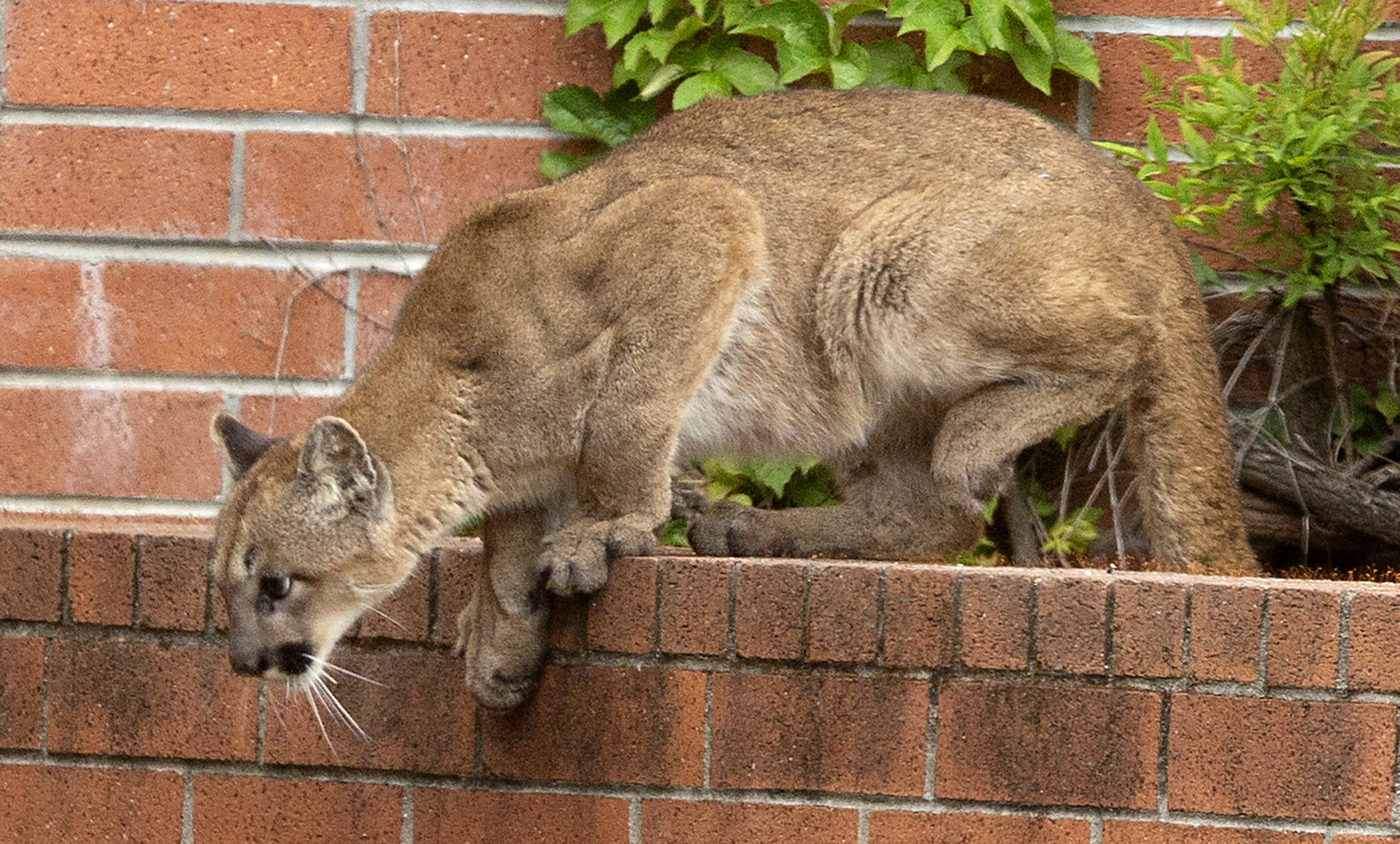 A juvenile mountain lion was darted and removed from a planter box on the east side of Macy's at the Santa Rosa Plaza by California Fish and Wildlife officers on Monday morning. (photo by John Burgess/The Press Democrat)