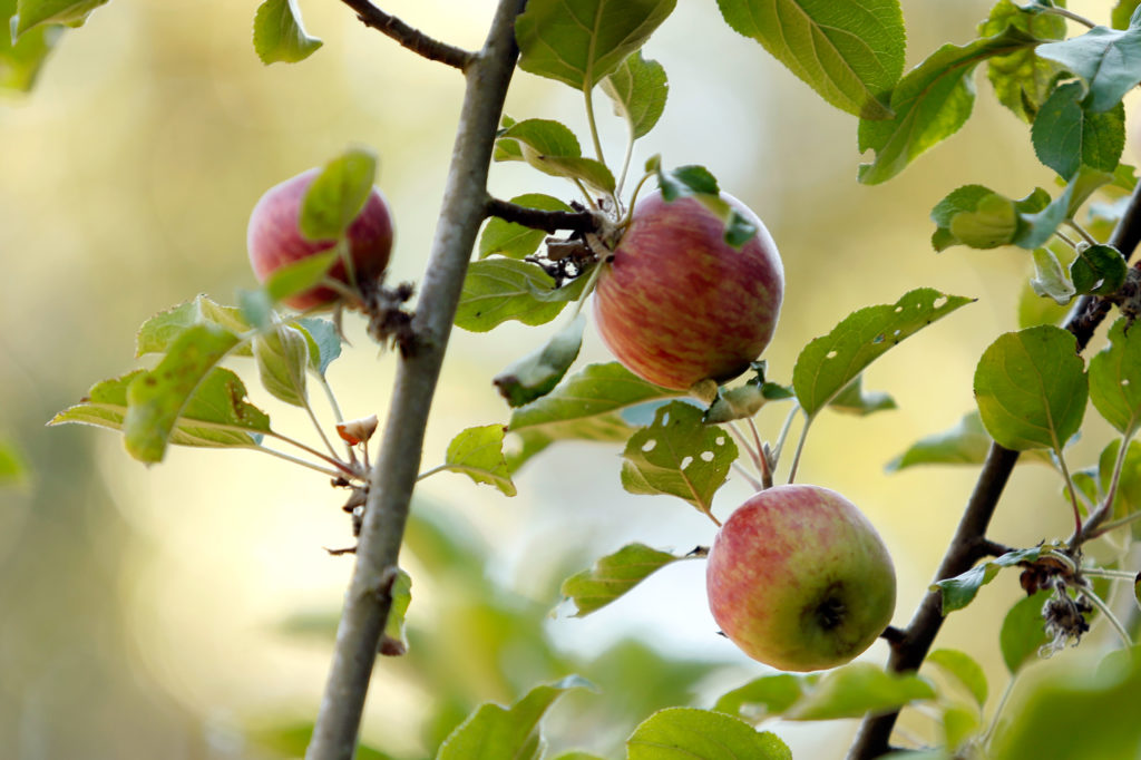 Gravenstein apples on one of the 70-year-old apple trees at Horse and Plow winery in Sebastopol, California on Wednesday, July 27, 2016. (Alvin Jornada / The Press Democrat)