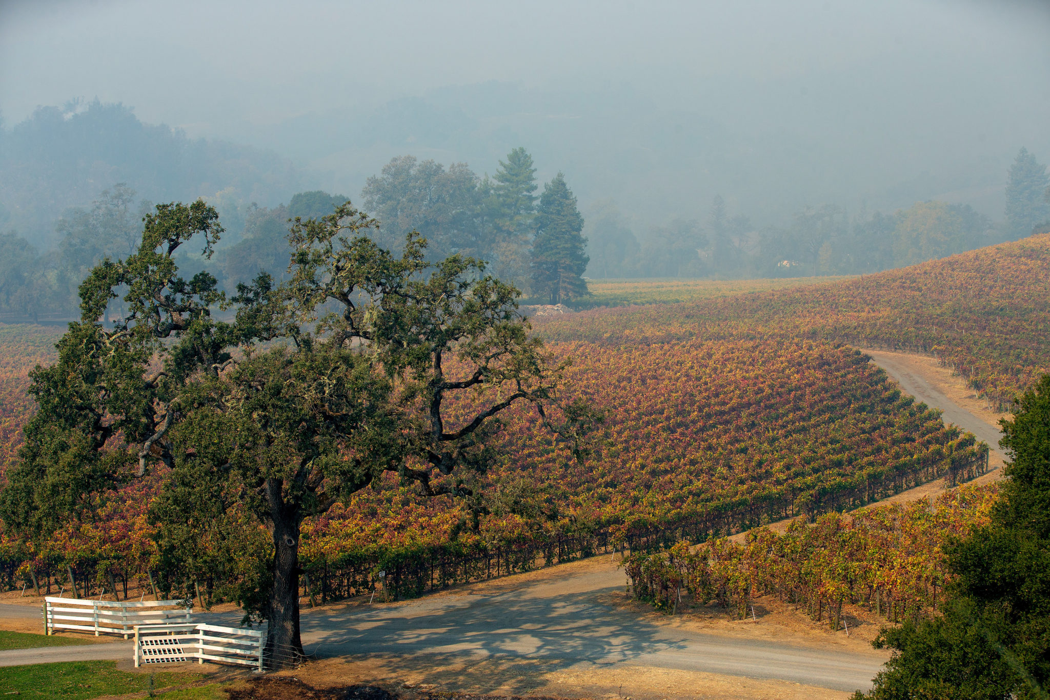 Heavy smoke from the Kincade Fire hangs in the air above the vineyards at Robert Young Estate Vineyards in Geyserville, California, on Friday, October 25, 2019. (Alvin Jornada / The Press Democrat)
