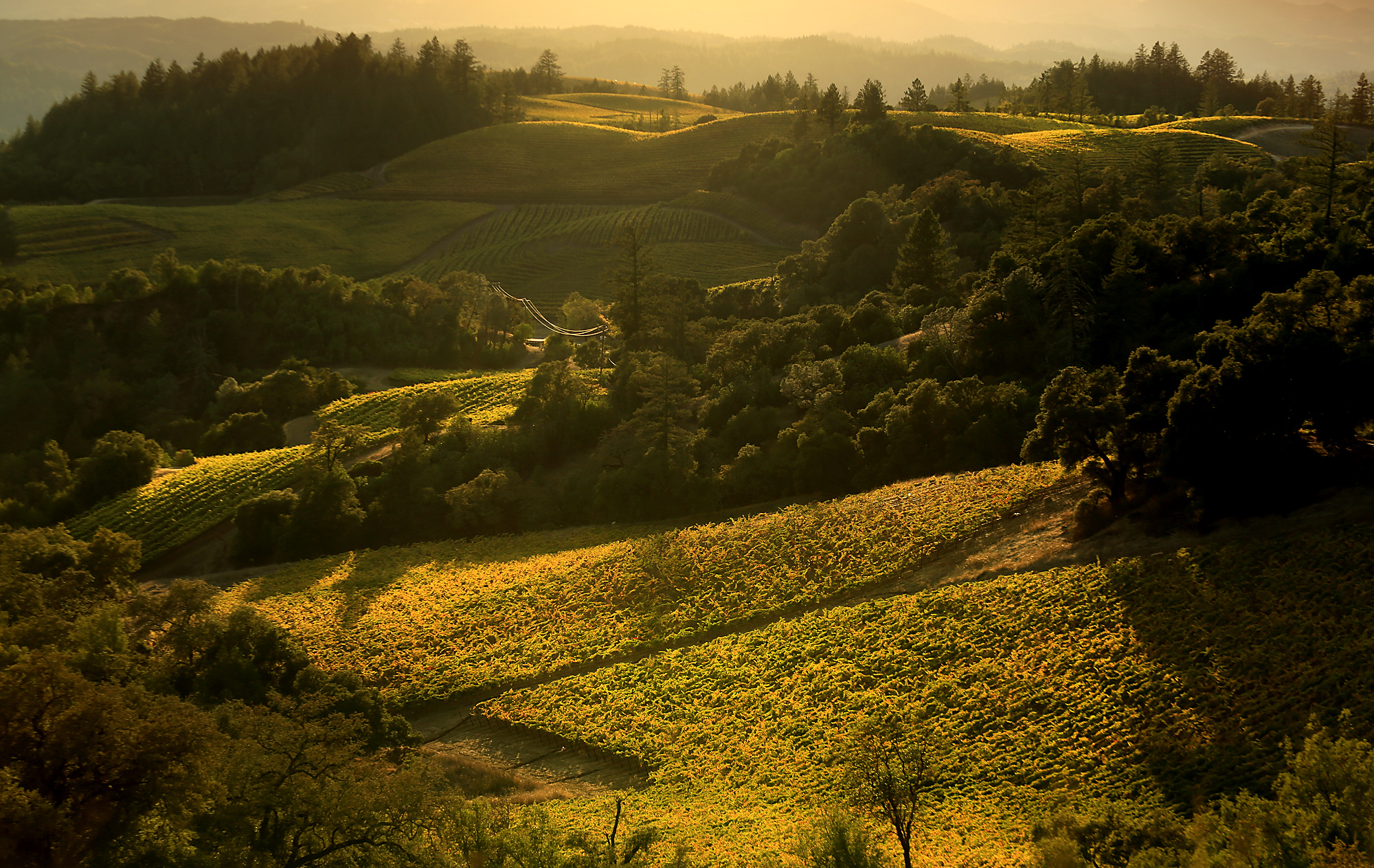 Vineyards turn above Alexander Valley, Thursday Oct. 20, 2016. (Kent Porter / The Press Democrat) 2016