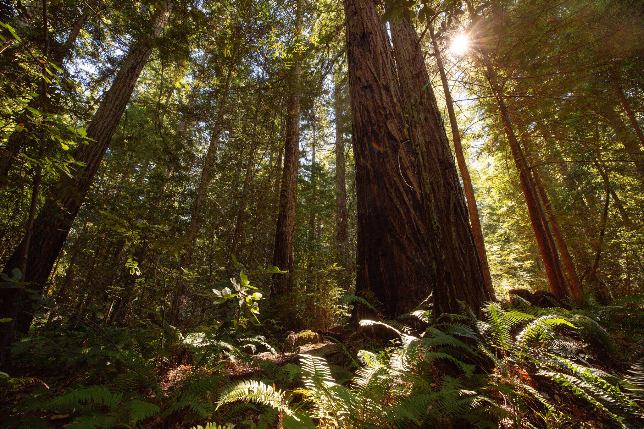 The sun shines through the canopy at the Grove of Old Trees, an old-growth redwood grove with walking trails, near Occidental. (Alvin Jornada/The Press Democrat)