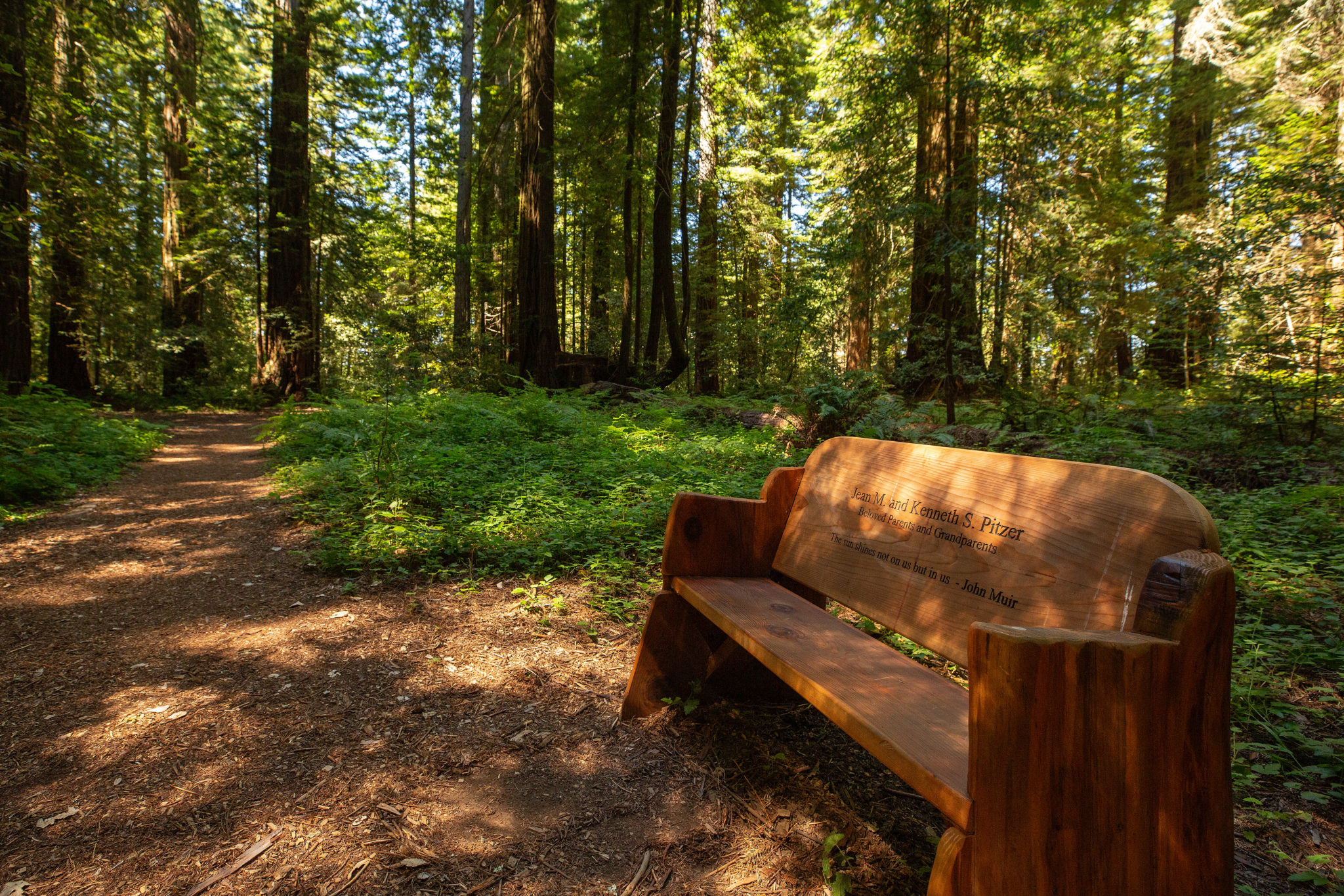 An inviting trailside bench allows visitors to take a rest in the Grove of Old Trees, an old-growth redwood grove near Occidental. (Alvin Jornada/The Press Democrat)