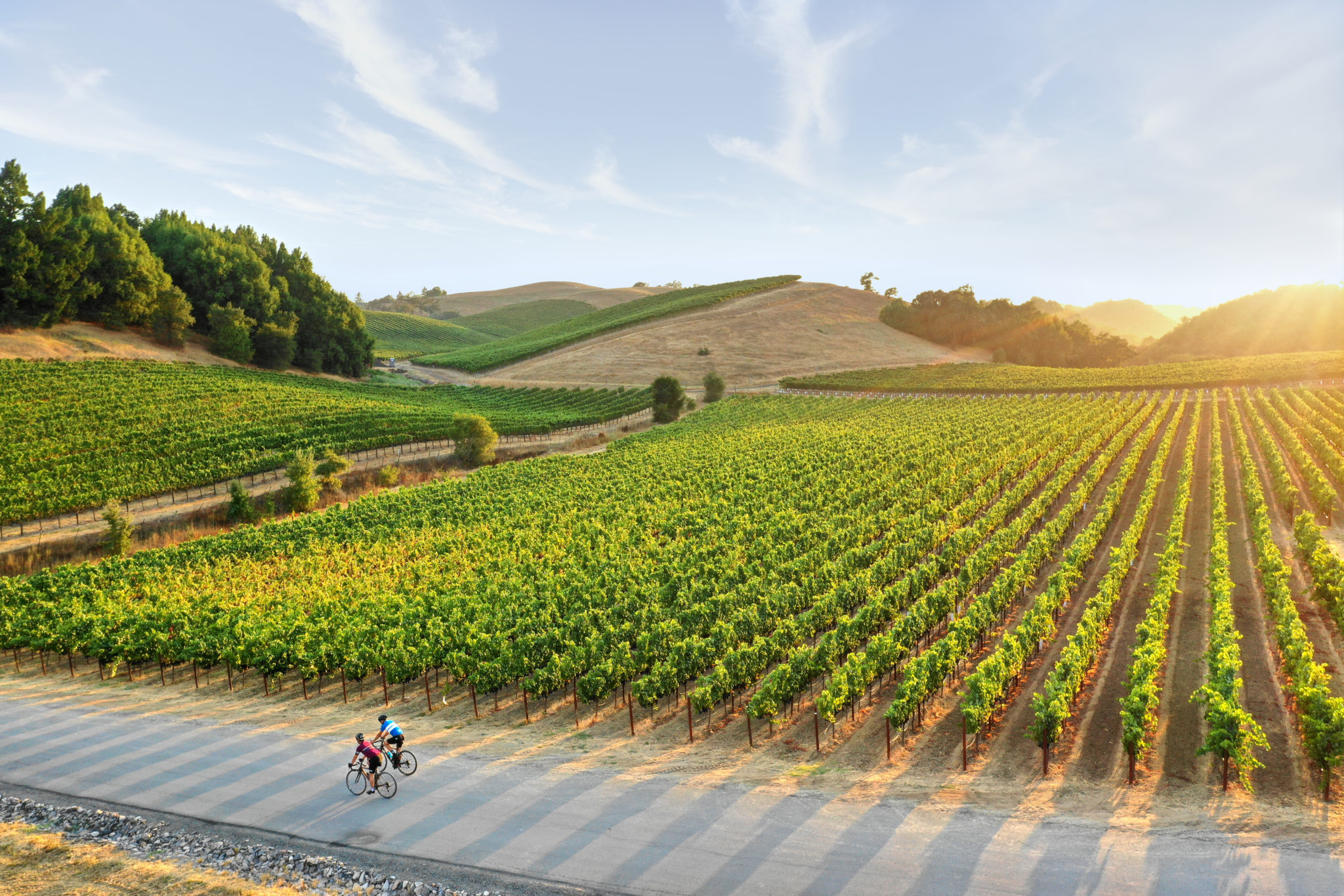 MacRostie Winery & Vineyards in Healdsburg. (Kim Carroll)