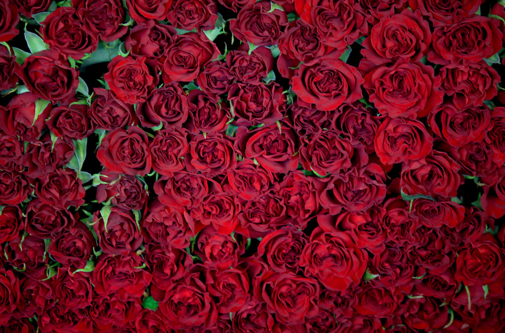 Where to Get Sonoma-Grown Roses This Valentine's Day