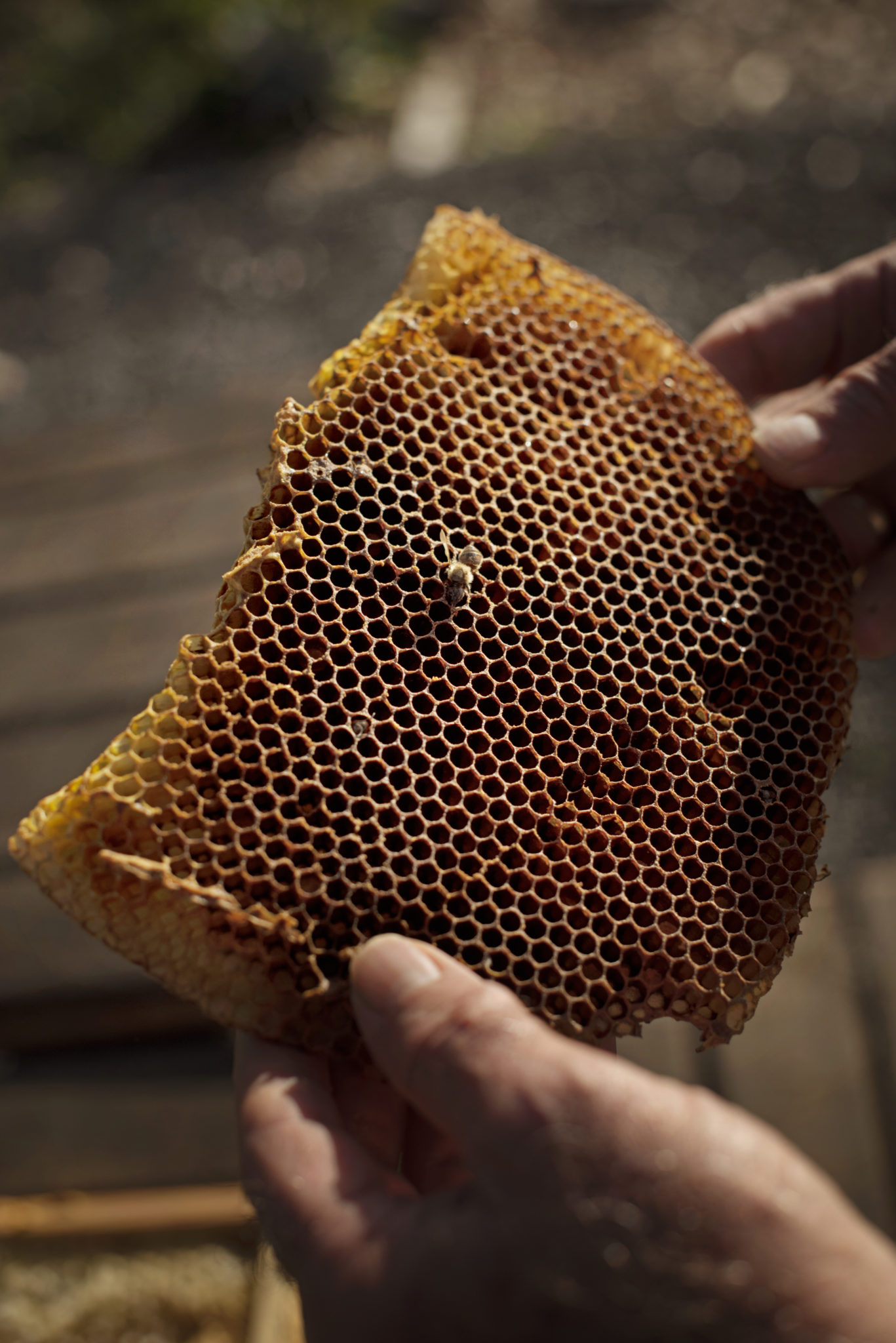 John McGinnis who runs runs the beekeeping business Buzz Off Honey holding a honeycomb at Goah Way Ranch in Petaluma, California on January 26, 2010. (Photo: Erik Castro/for Sonoma Magazine)