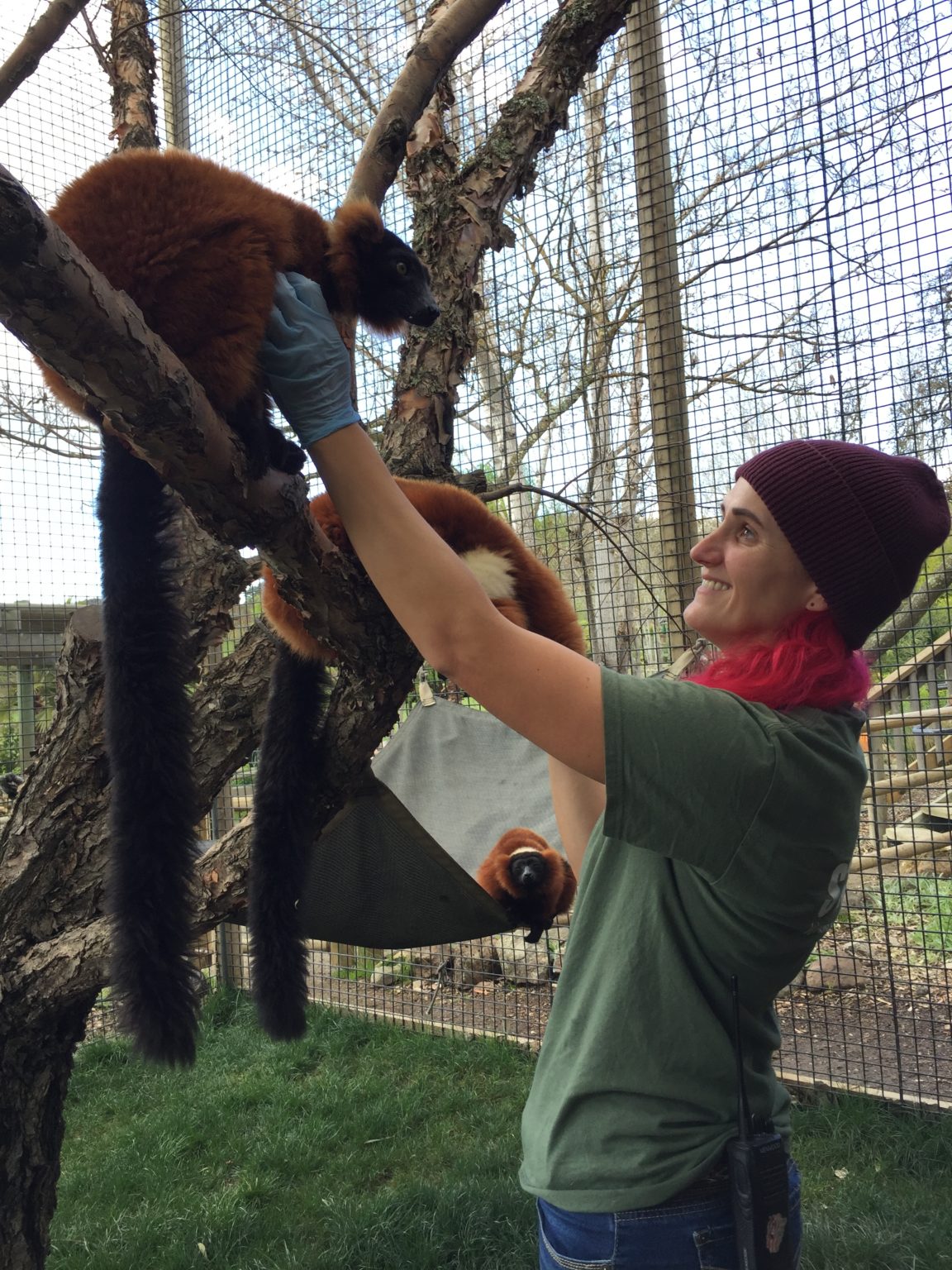 At Safari West in Santa Rosa, Animal Keepers Proceed With