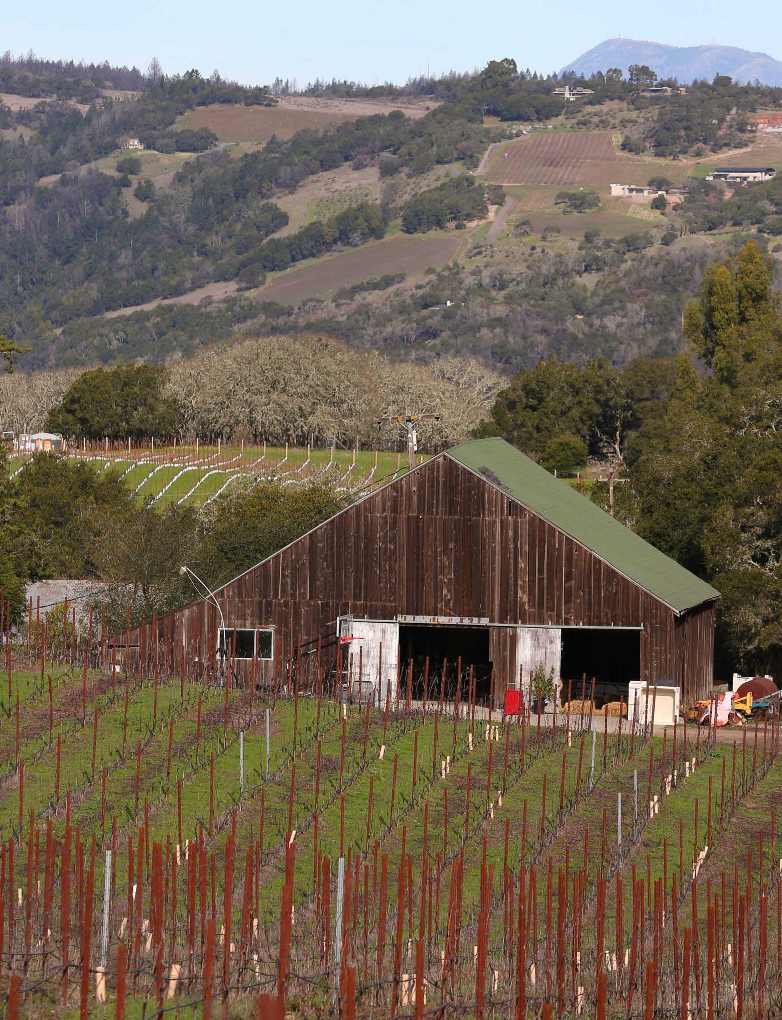 The barn nestled among the vineyards on the Belden Barns property, on the northwest shoulder of Sonoma Mountain, near Santa Rosa on Thursday, January 30, 2020. (Christopher Chung/ The Press Democrat)
