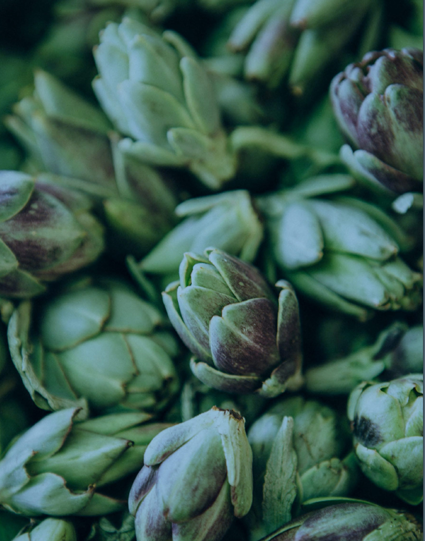 ERIN SCOTT / Farmsteads of the California Coast 2016 Artichokes at Green String Farm in Petaluma, where the focus on aiding, rather than fighting, natural processes to grow healthy and happy fruits and vegetables.