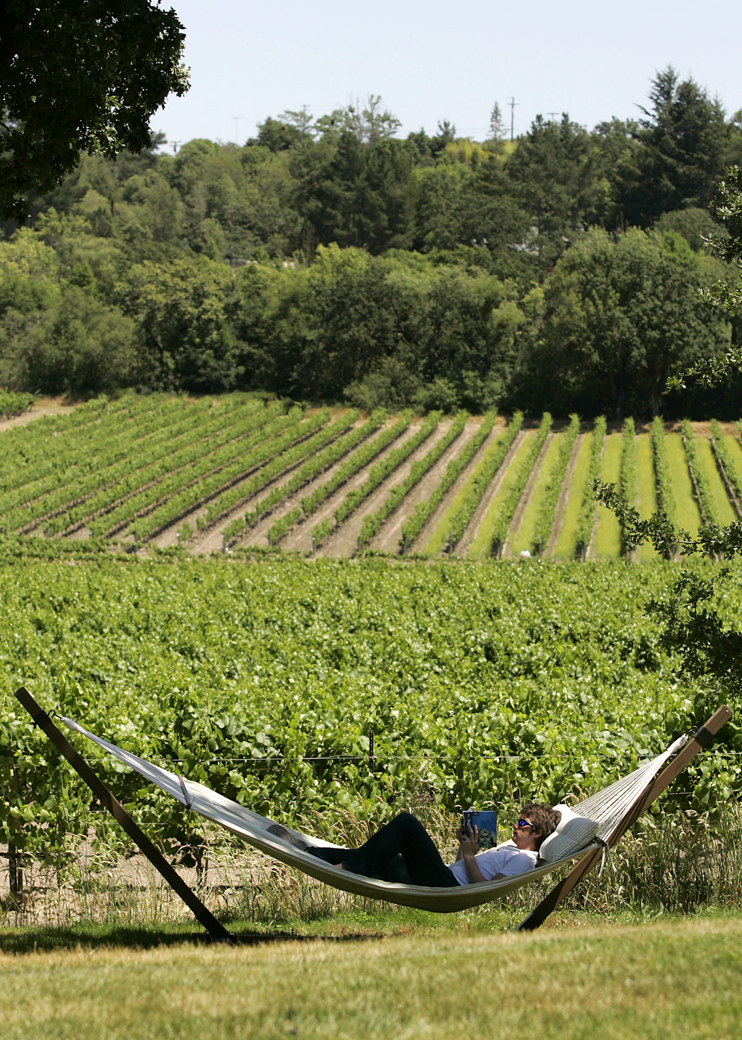 7/7/2007:D1: Andrew Wesman relaxes in the shade of an oak tree. His parents cut back bushes to expose the vineyard view. Daisies soak up the sun in the Wesmans' garden, an array of ornamentals and edibles. PC: Secondary 2 of 4 -- Andrew Wesman relaxes with a book in the shade of an oak tree at his parent's house near Sebastopol on Sunday, June 24, 2007. (The Press Democrat/ Christopher Chung)