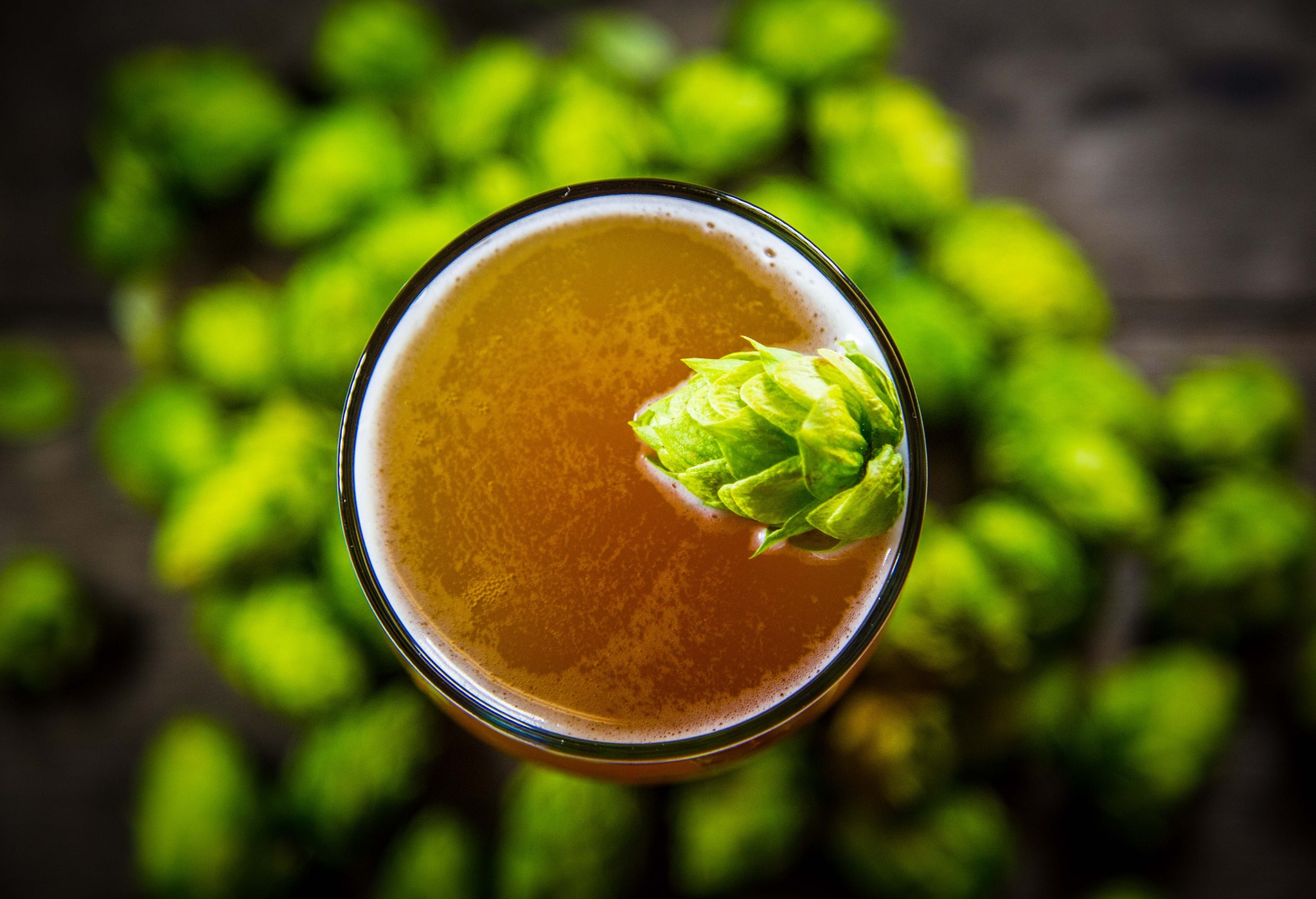 Wet-hopped beers made with fresh hops are available only in early fall. In this picture, beer from Fogbelt Brewing Company in Santa Rosa. View photos to learn more. (Courtesy of Fogbelt Brewing Company)