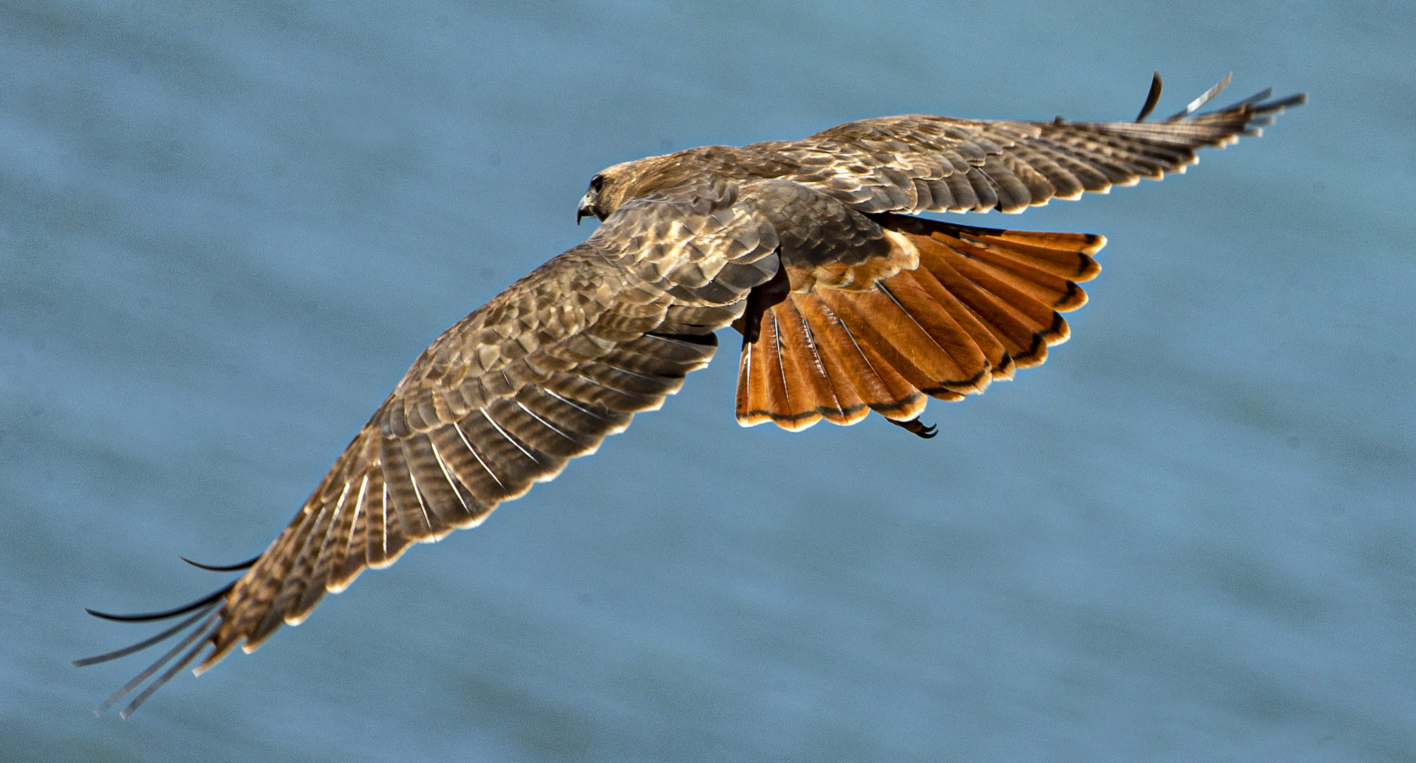 A Red-tailed Hawk soars over the Jenner Headlands. (John Burgess/The Press Democrat)