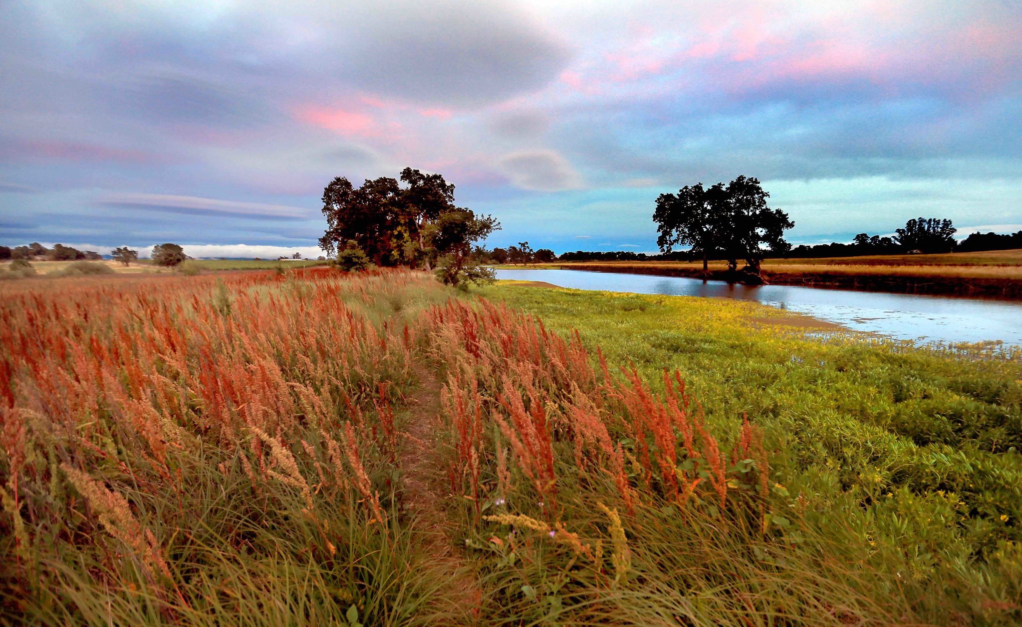 [Laguna de Santa Rosa] PC: A late season cold front passes over the Laguna de Santa Rosa, Wednesday June 25, 2014. Spring growth behind, summer colors of native and non native plants grow in the summer heat. (Kent Porter / Press Democrat) 2014