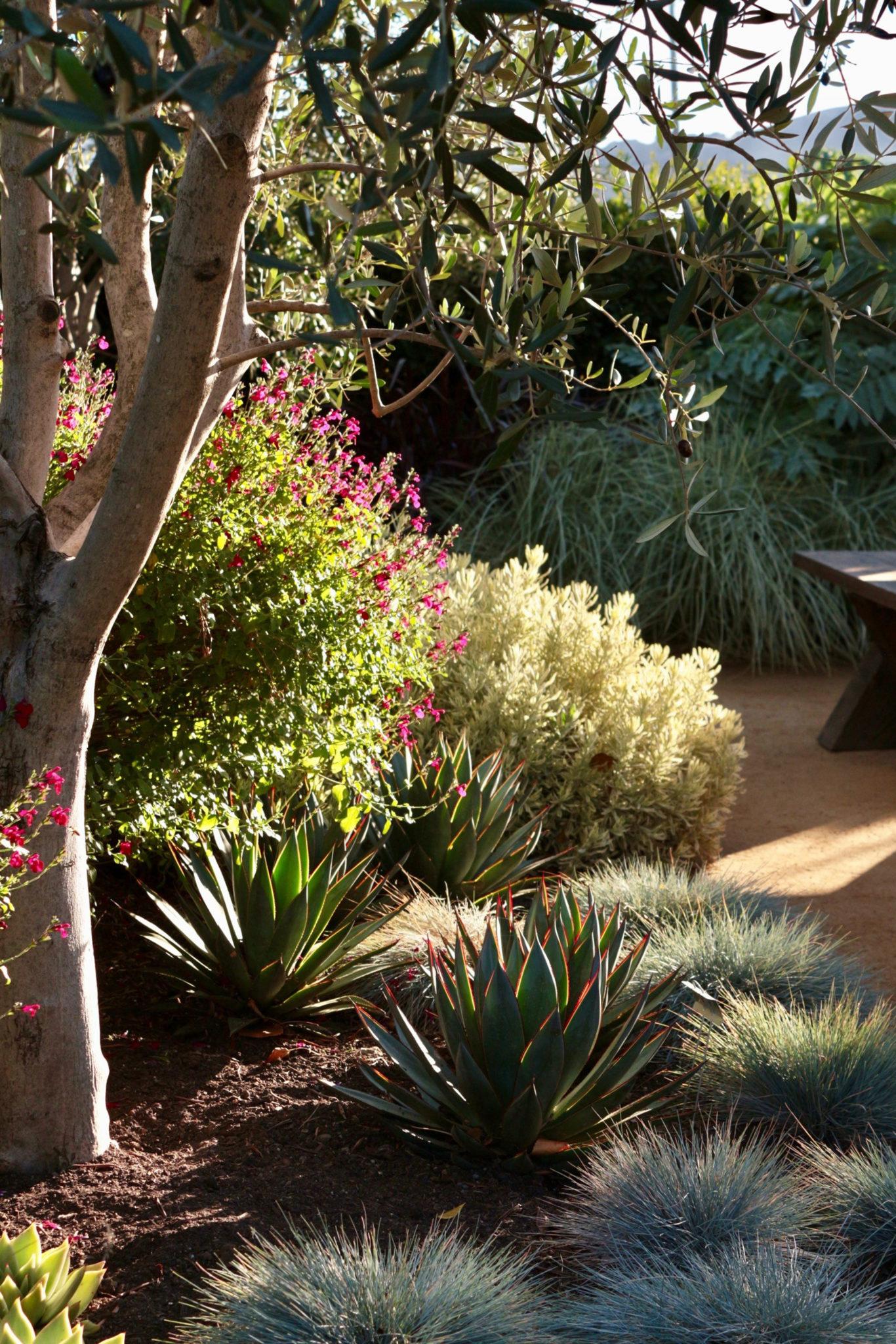 Samantha Brown Gathering SpaceBorder â€“ Border planting in Sunset Test Gardenâ€™s Gathering Space at Cornerstone Sonoma. 10.17