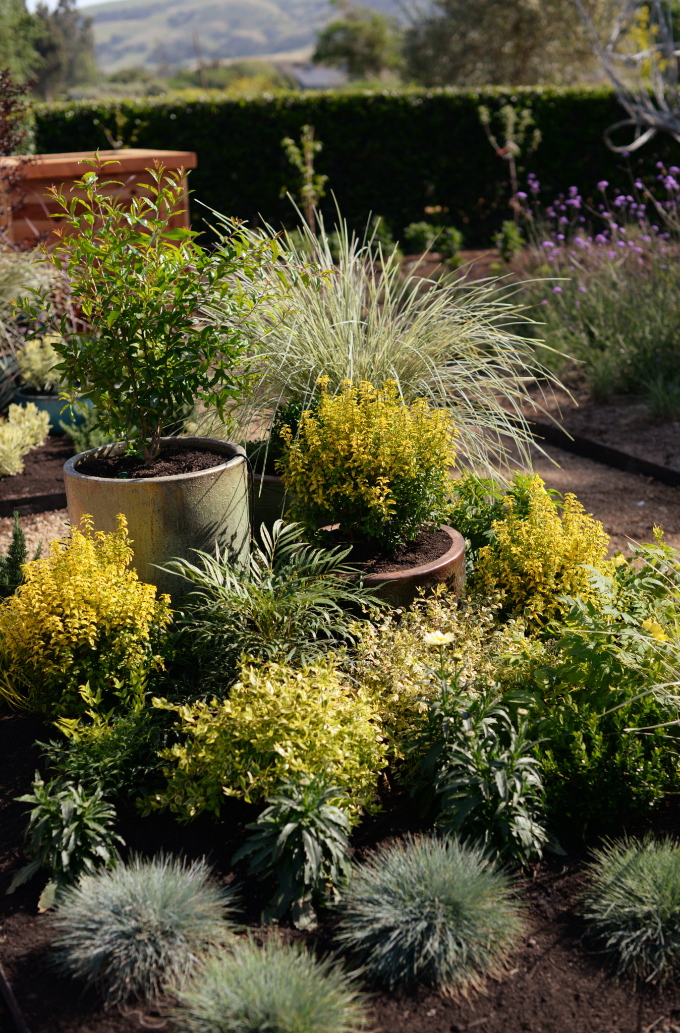 An assortment of plants from the Sunset Western garden collection at the Sunset Test Gardens at Cornerstone Sonoma on Arnold Drive in Sonoma. May 2, 2016. (Photo: Erik Castro/for The Press Democrat)