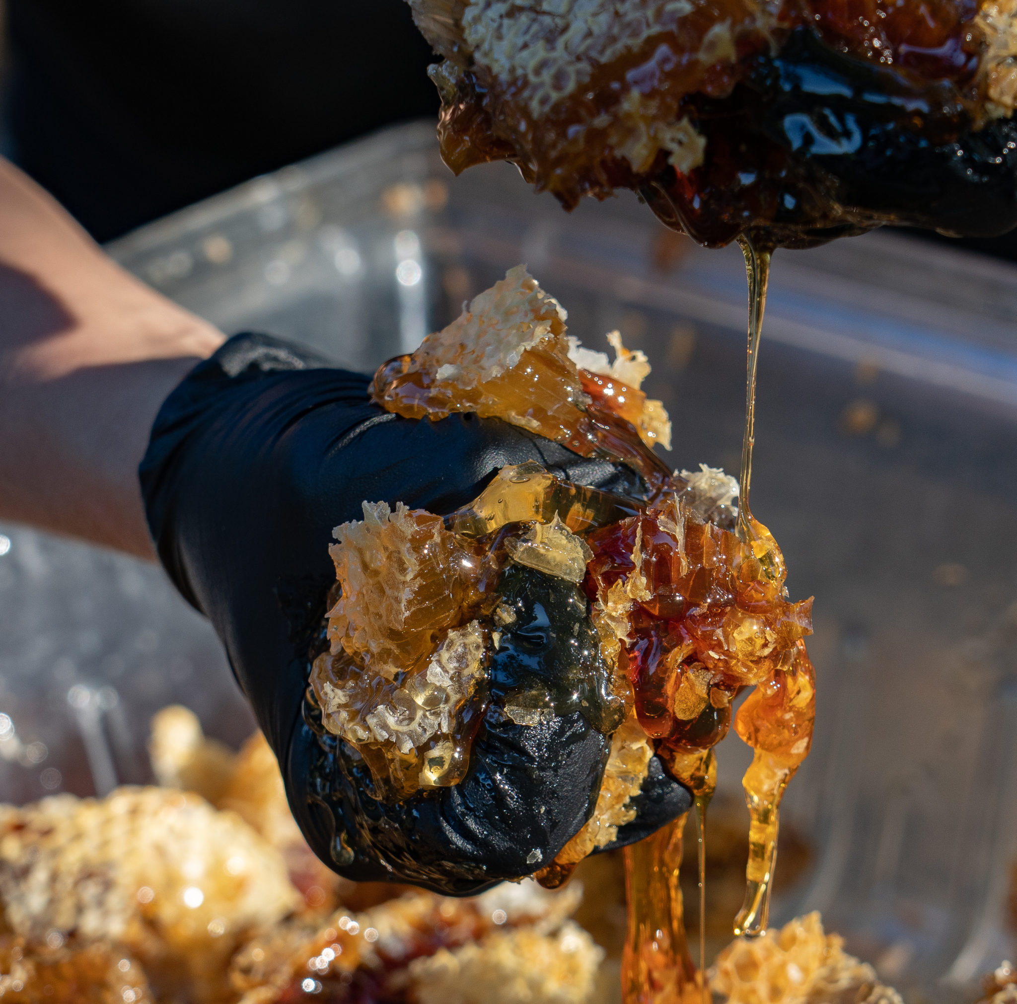 Harvesting honey for Sonoma County Bee Company. (Jarod Reichle)