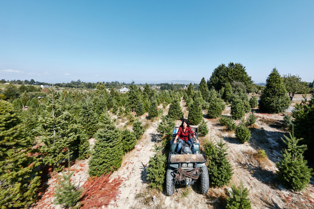 10 Best You-Cut Tree Farms in Sonoma County - Sonoma Magazine