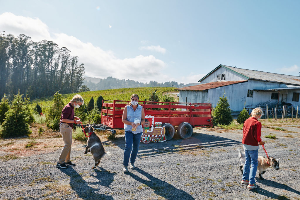 10 Best You-Cut Tree Farms in Sonoma County | Sonoma Magazine