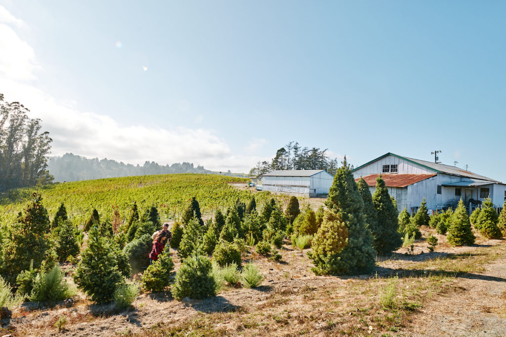 10 Best You-Cut Tree Farms in Sonoma County - Sonoma Magazine