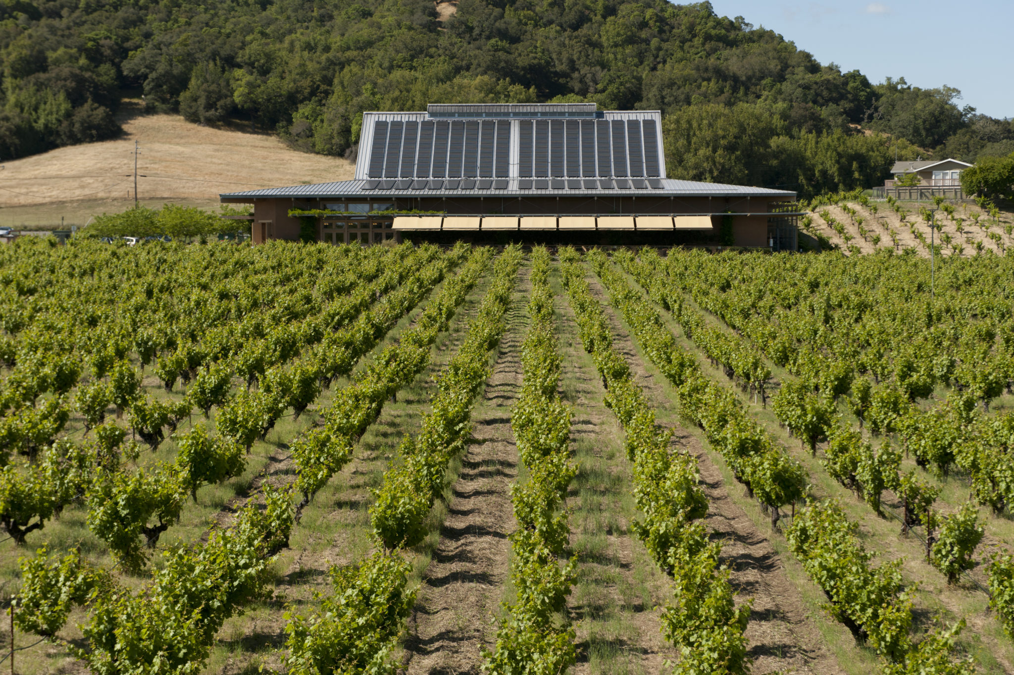 Three Sonoma County wineries leading the way in sustainability