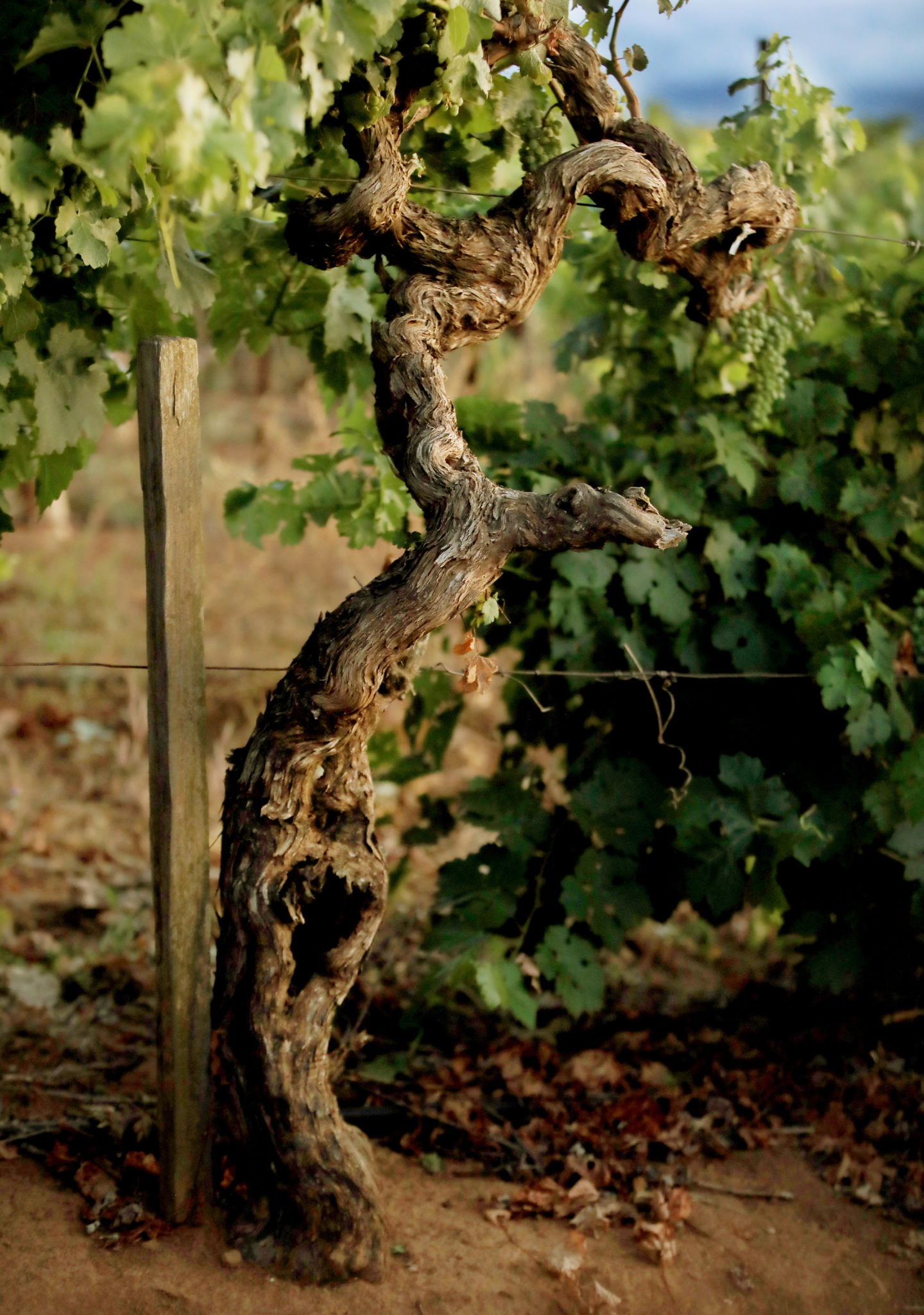 Gnarled vine from a Monte Rosso vineyard above the Valley of the Moon as zinfandel marbles through veraison. (Kent Porter / The Press Democrat) 2020