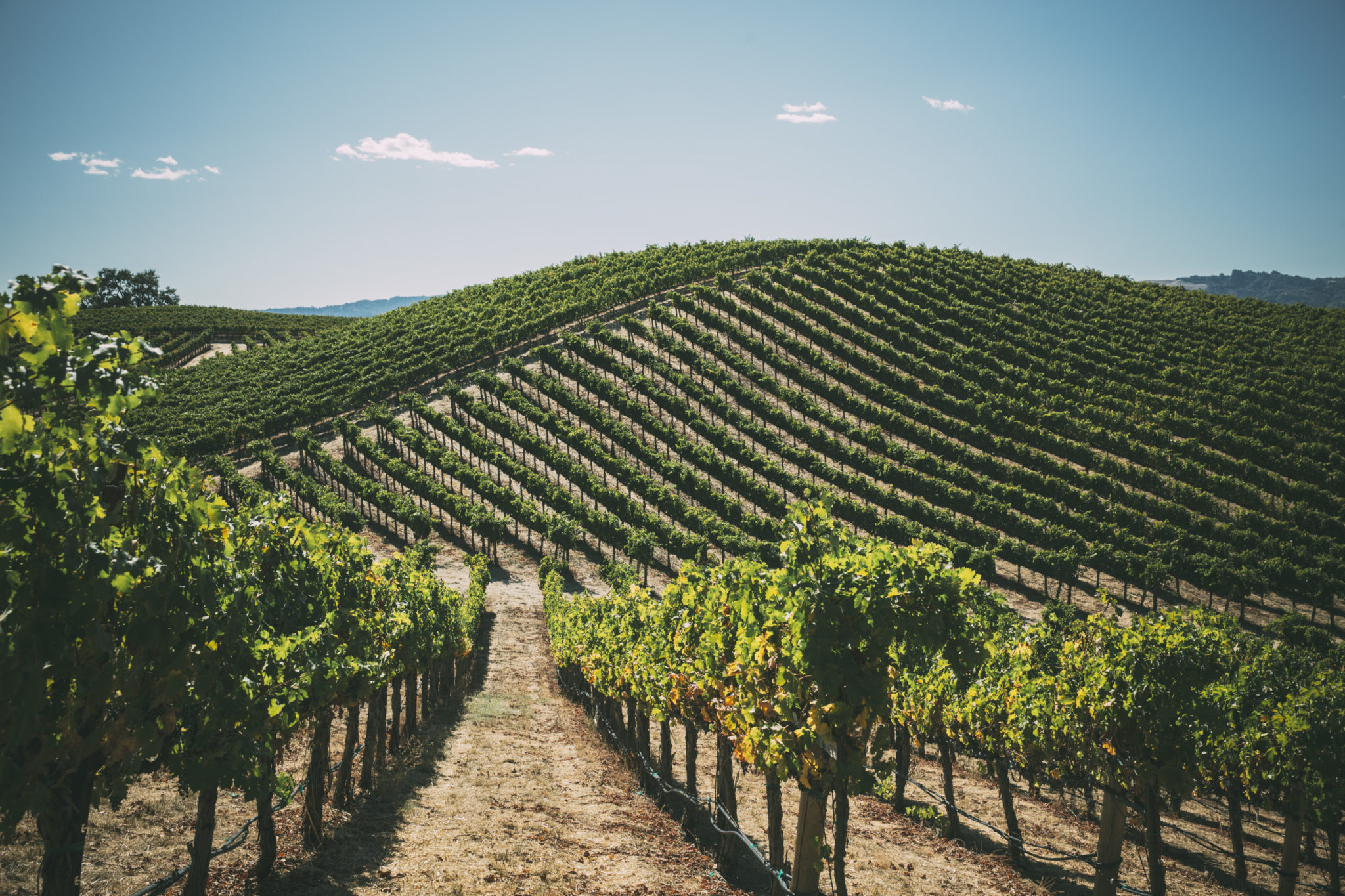 Joe Reynoso's Alexander Valley vineyard. 