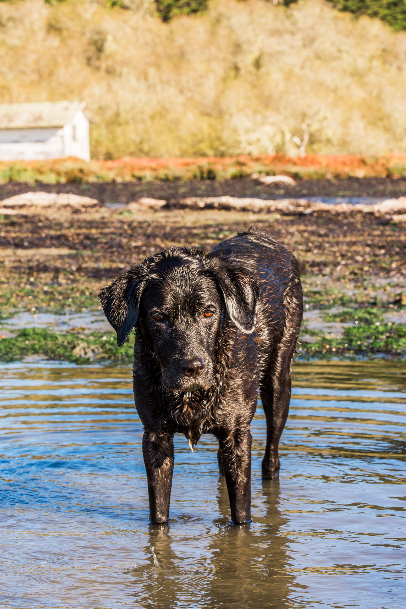 Curly the dog. (Rebecca Gosselin / Sonoma Magazine)