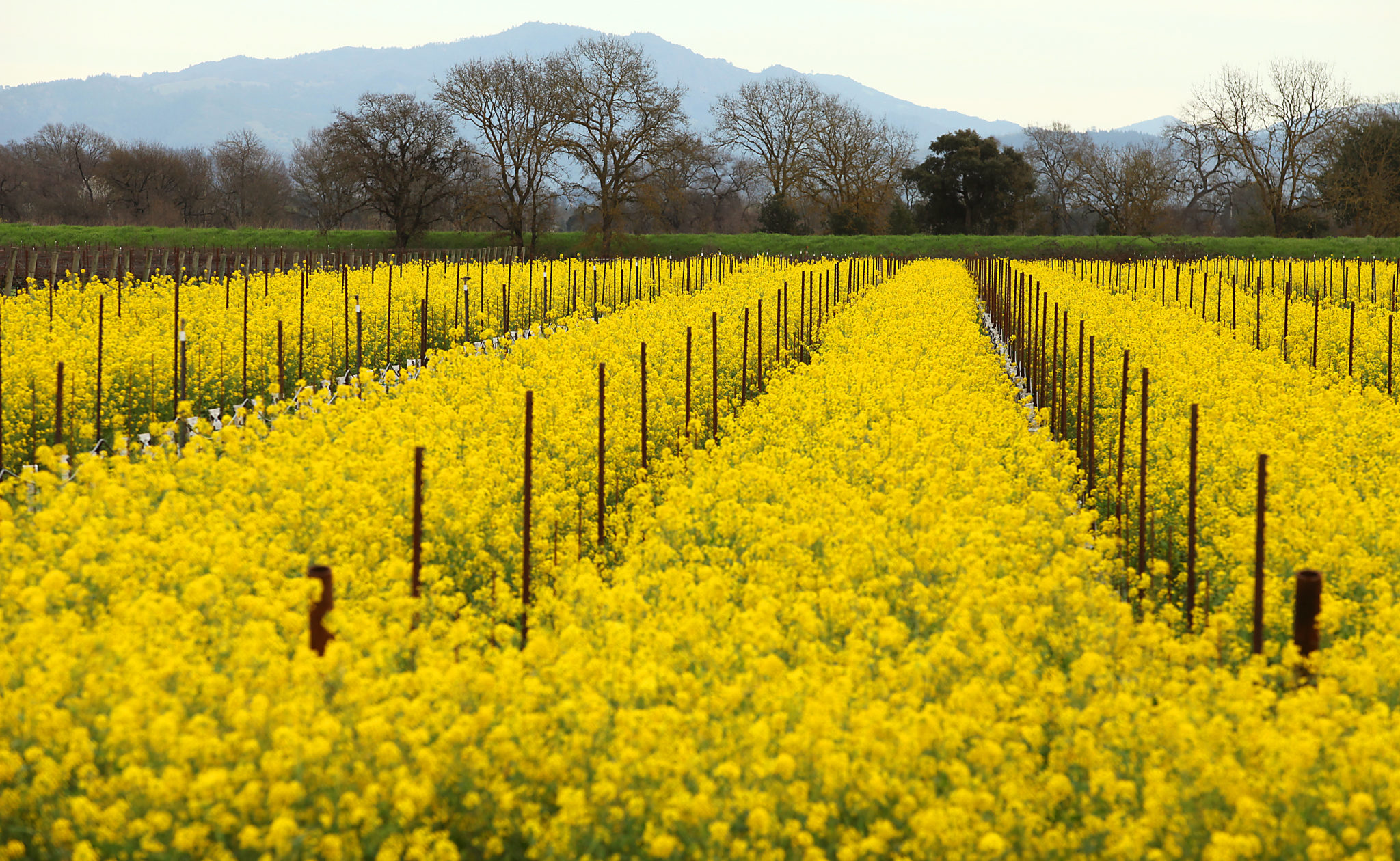 10 Sonoma County Spots for Seeing Mustard in Bloom - Sonoma Magazine