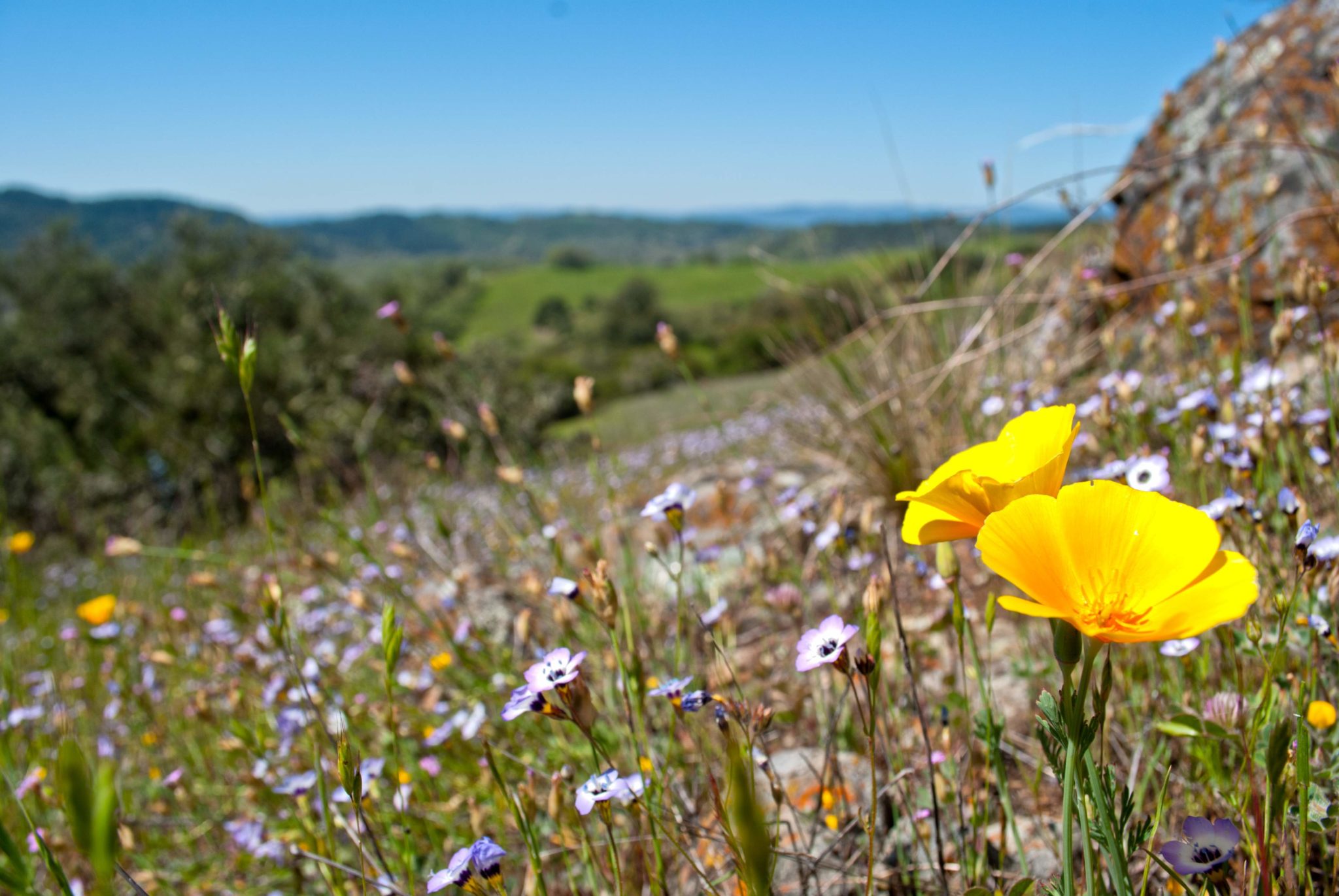 California poppies are among the myriad wildflowers that bloom at Pepperwood Preserve. April 21, 2012 (Tom Greco)