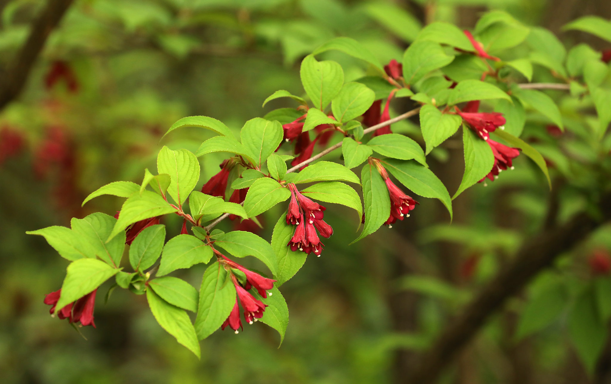 Crimson Weigela blooms at the Quarryhill Botanical Garden in Glen Ellen. (John Burgess/The Press Democrat)
