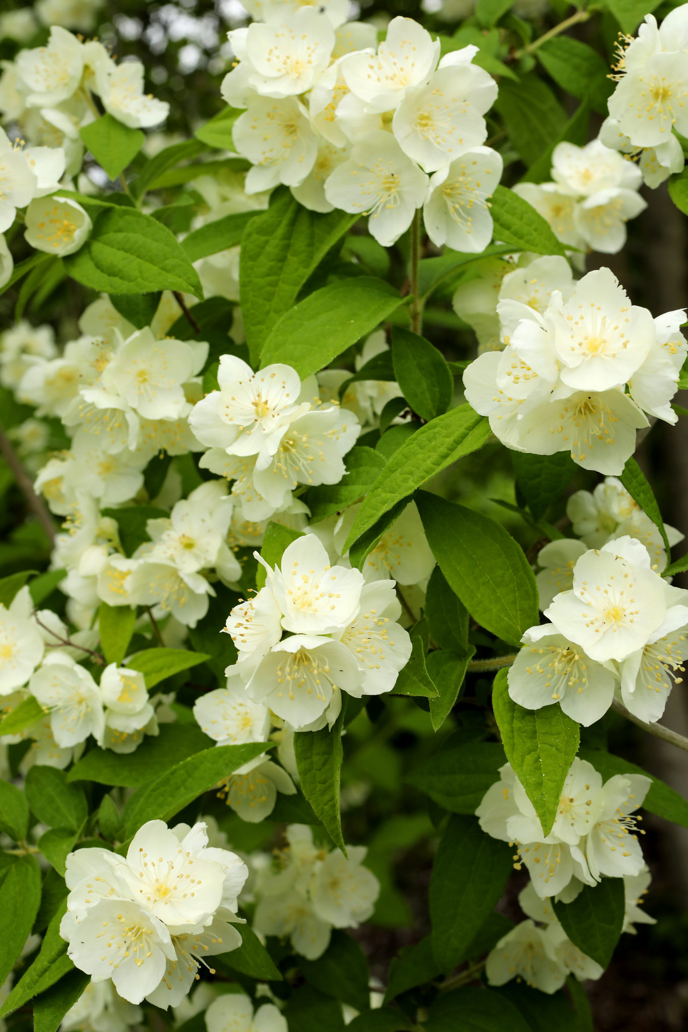 Philadelphus schrenkii in bloom at the Quarryhill Botanical Garden in Glen Ellen. (John Burgess/The Press Democrat)