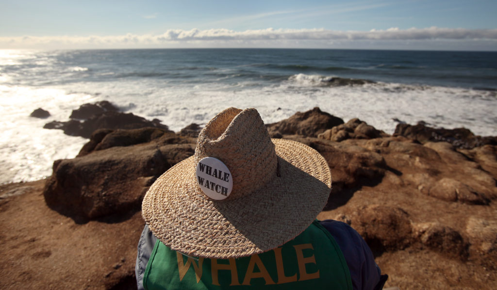 Whale Watch volunteer Larry Tiller, of Healdsburg, watches the horizon for spouts from Bodega Head on Sunday, January 6, 2013. (Christopher Chung/ The Press Democrat)