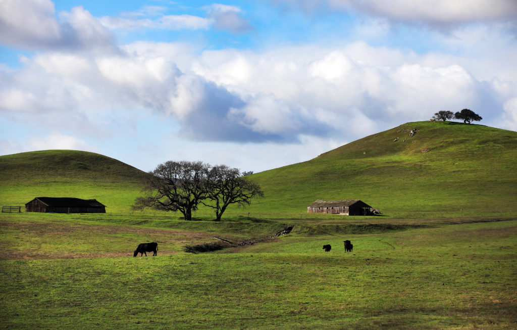 A bucolic scene along Chileno Valley Road. (Kent Porter / The Press Democrat)