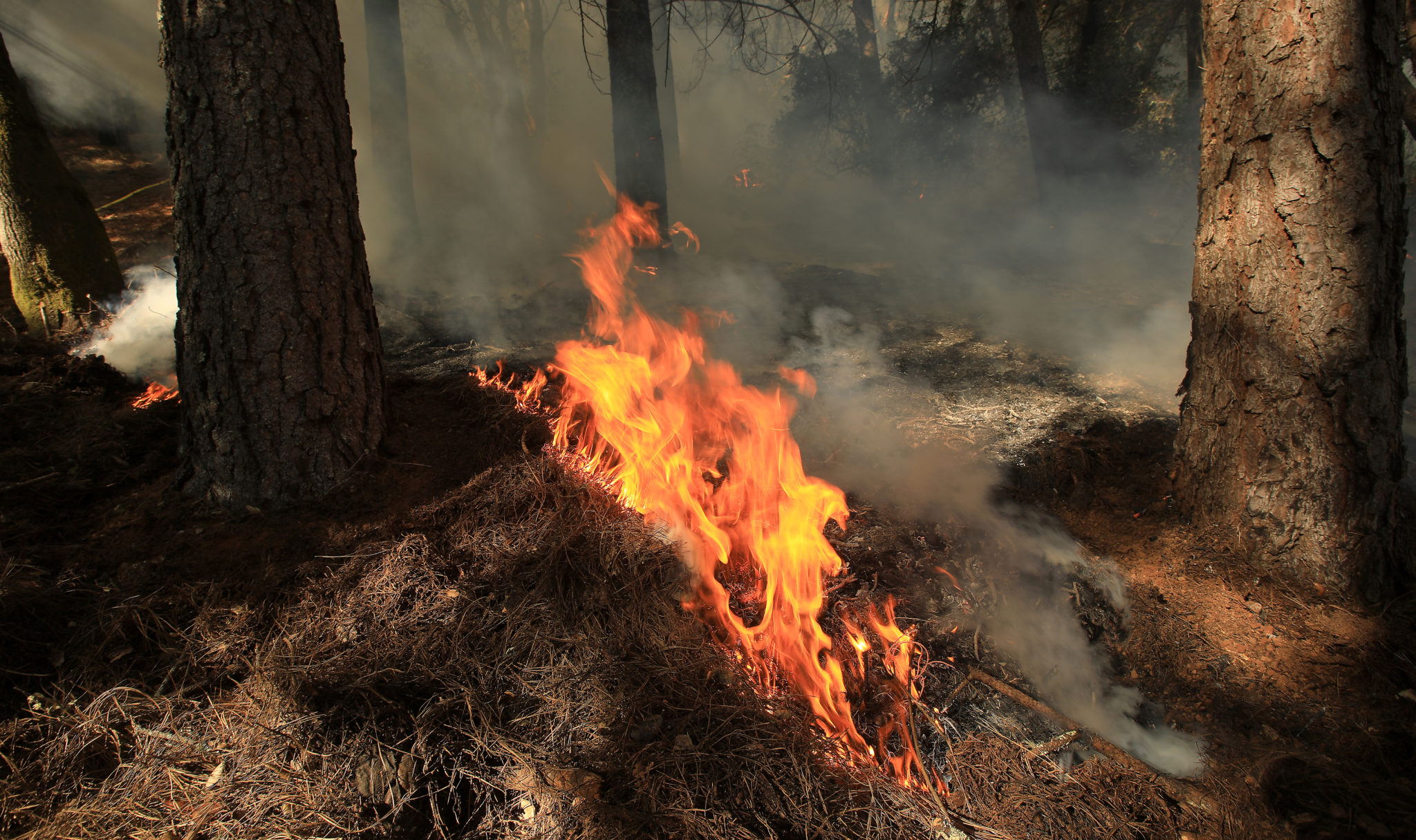 Flames chew through thick forest floor duff during a prescribed burn in the hills above West Dry Creek Nov. 29, 2020. The Walbridge fire burned very close to the area of the prescribed fire. (Kent Porter / The Press Democrat) 