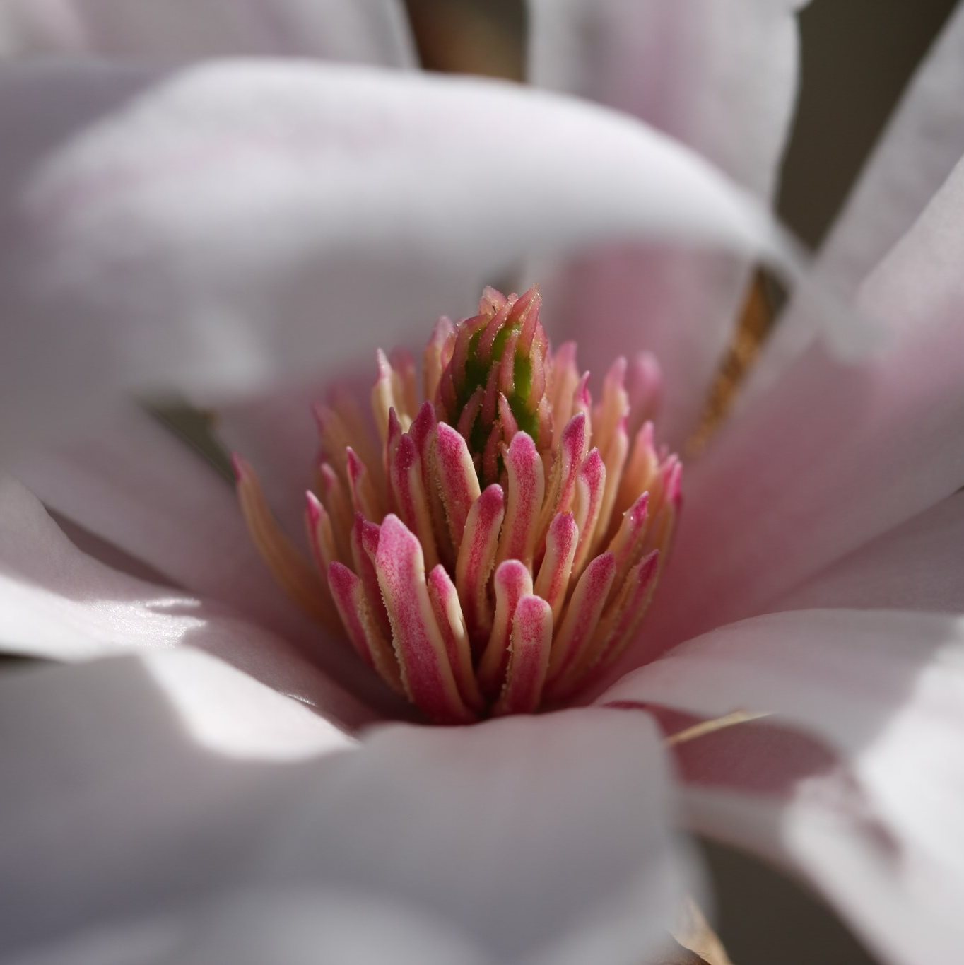 Magnolia Stellata at Quarryhill Botanical Garden. (Mark Hullinger)