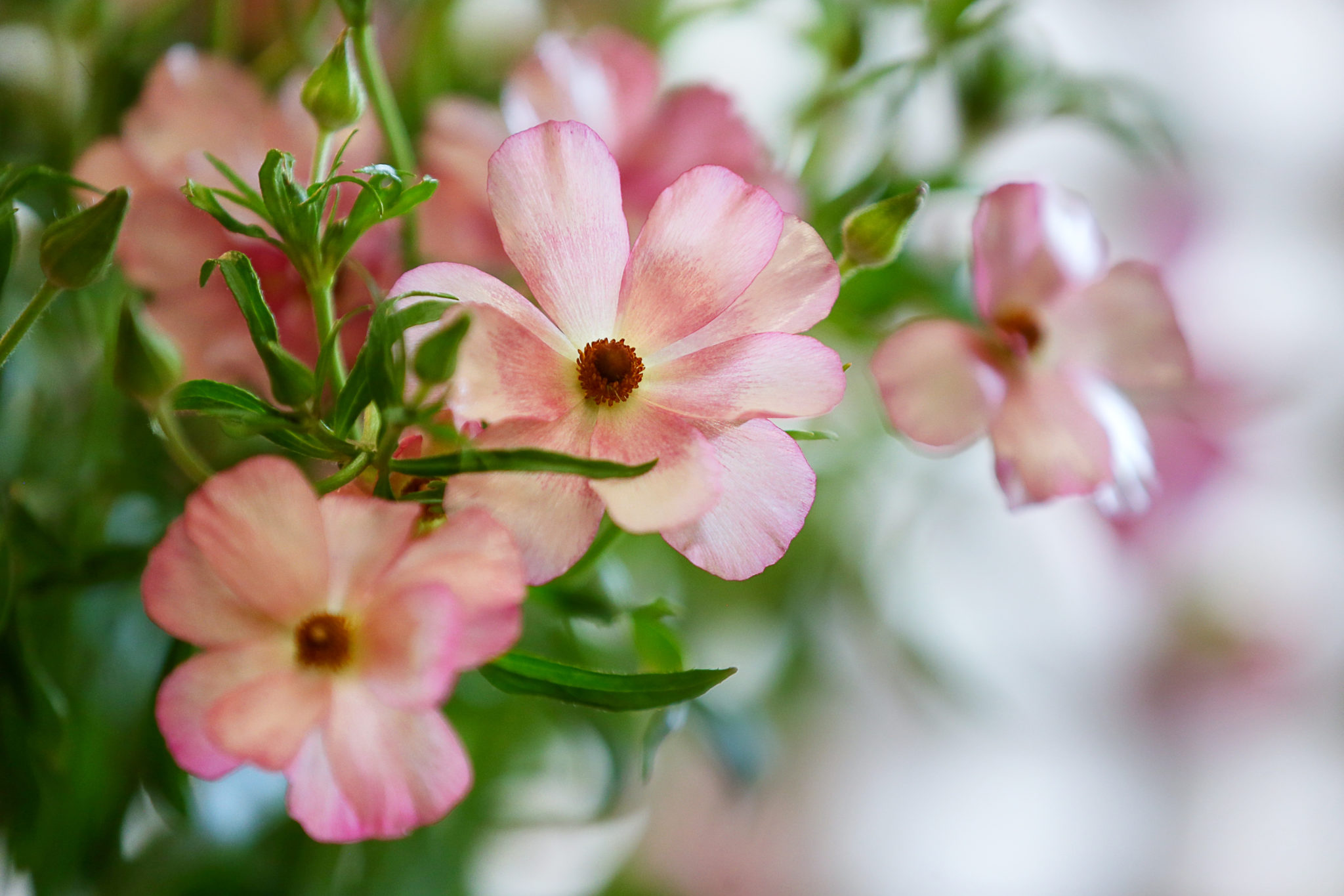 Colorful flowers bloom at MIX Garden in Healdsburg. (Christopher Chung/ The Press Democrat)