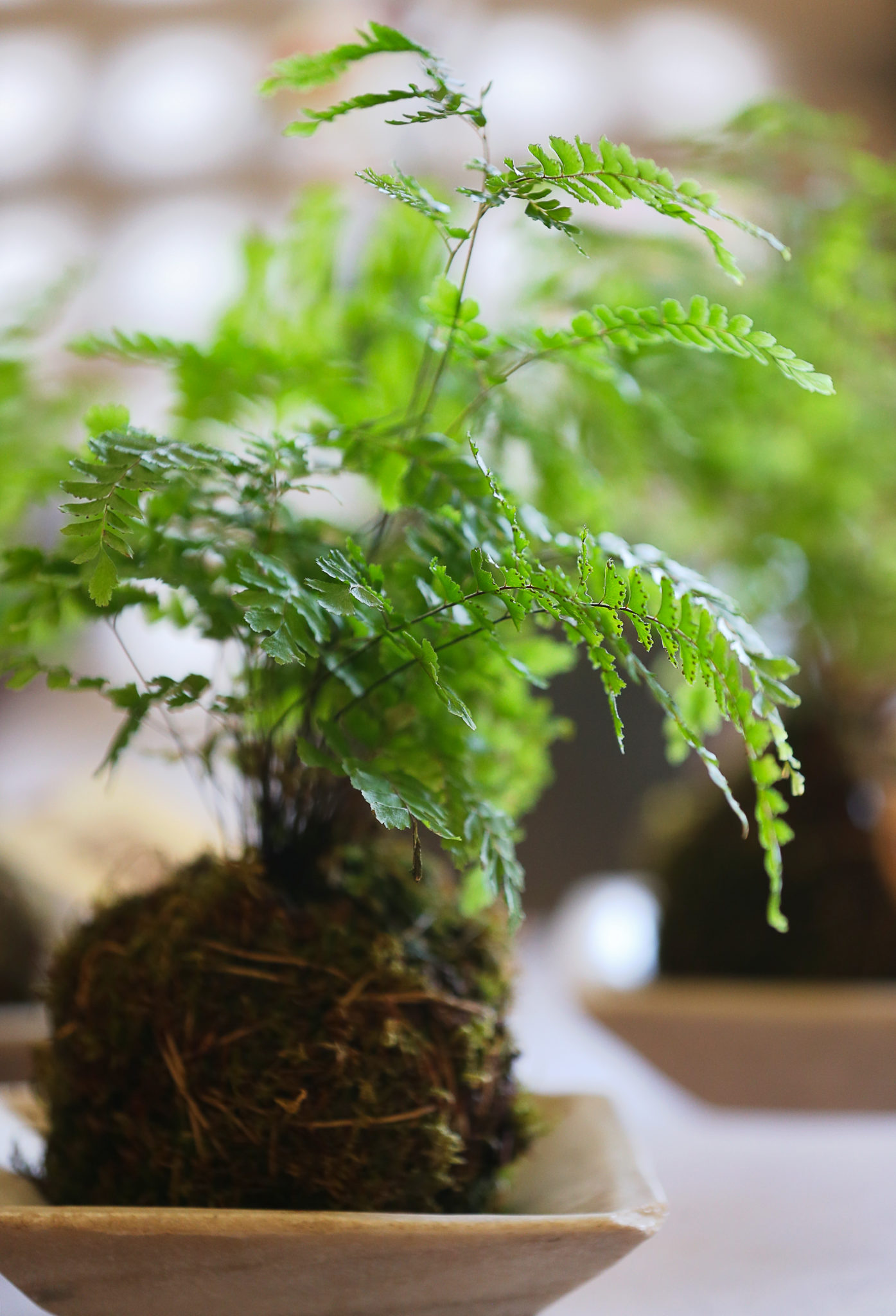 A kokedama for sale at MIX Garden in Healdsburg. (Christopher Chung/ The Press Democrat)