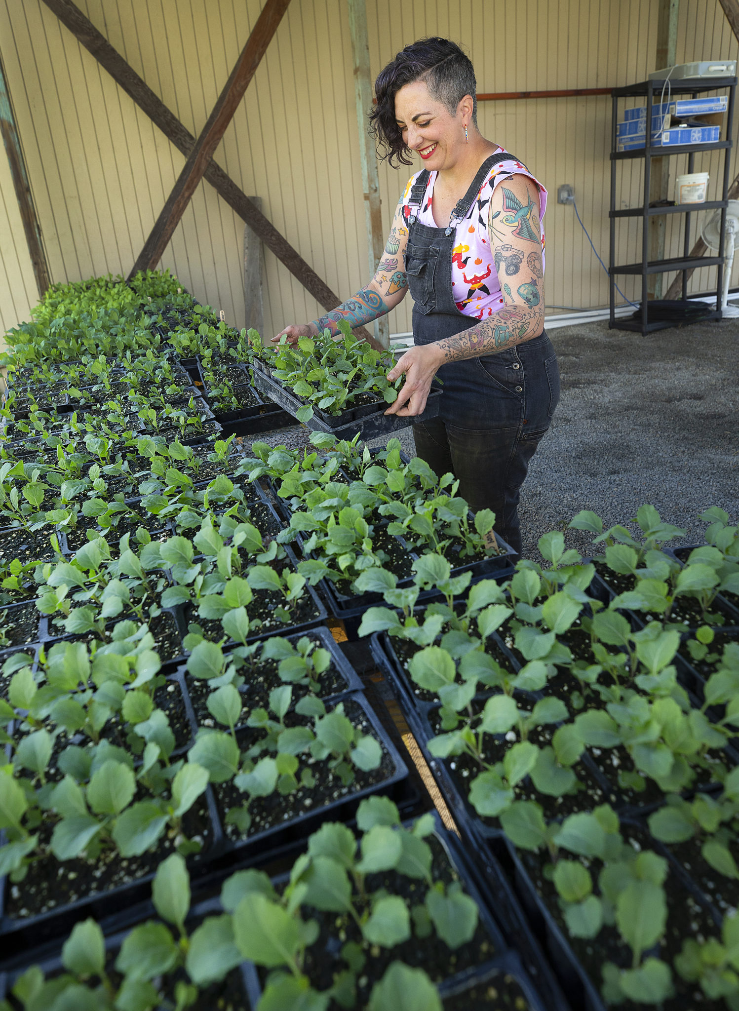 Sarah Deragon grabs a tray of Napa cabbage hardening off for planting at Radical Family Farms in Sebastopol. (John Burgess/The Press Democrat)