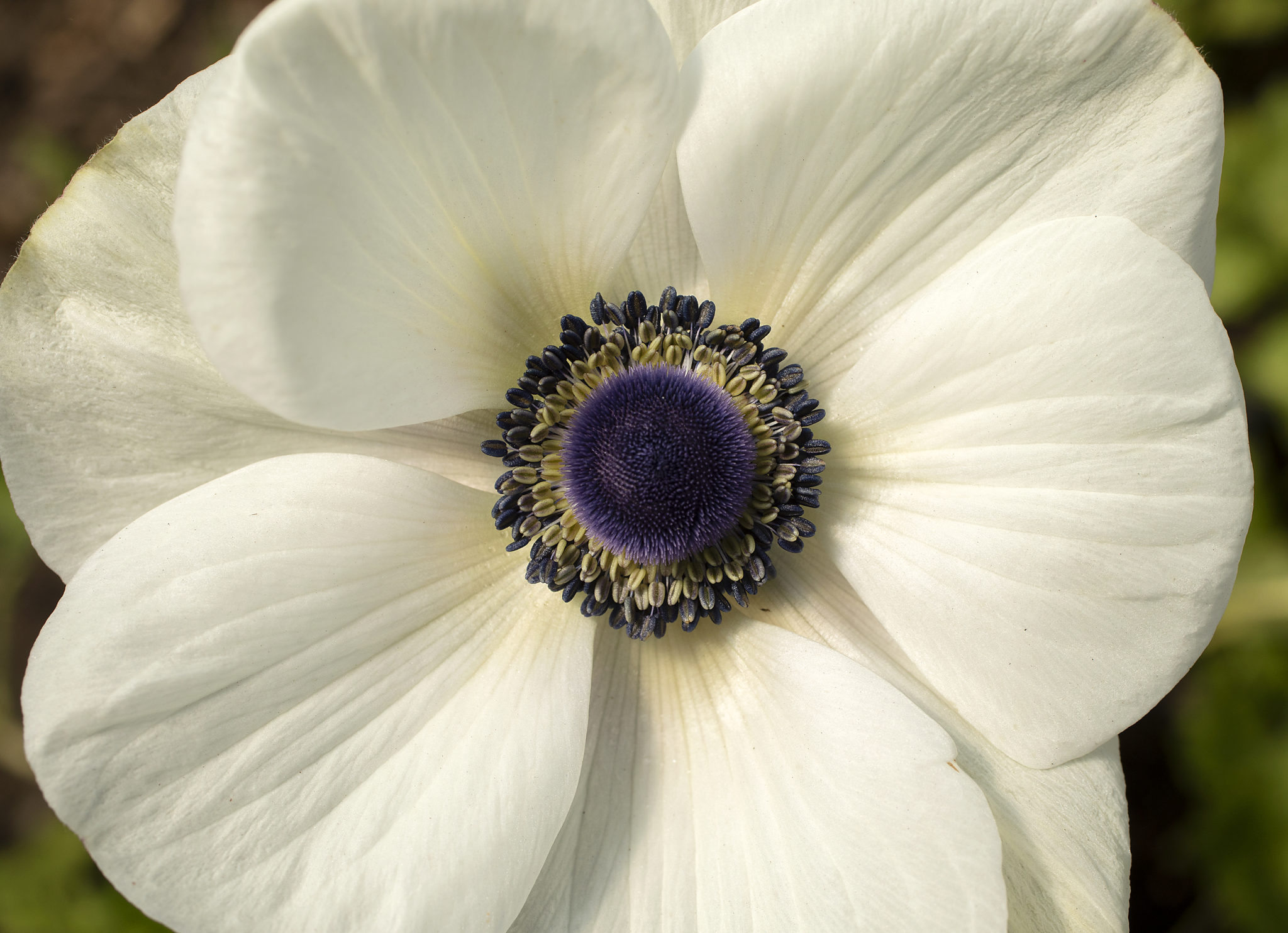 Anemone at Radical Family Farms in Sebastopol. (John Burgess/The Press Democrat)