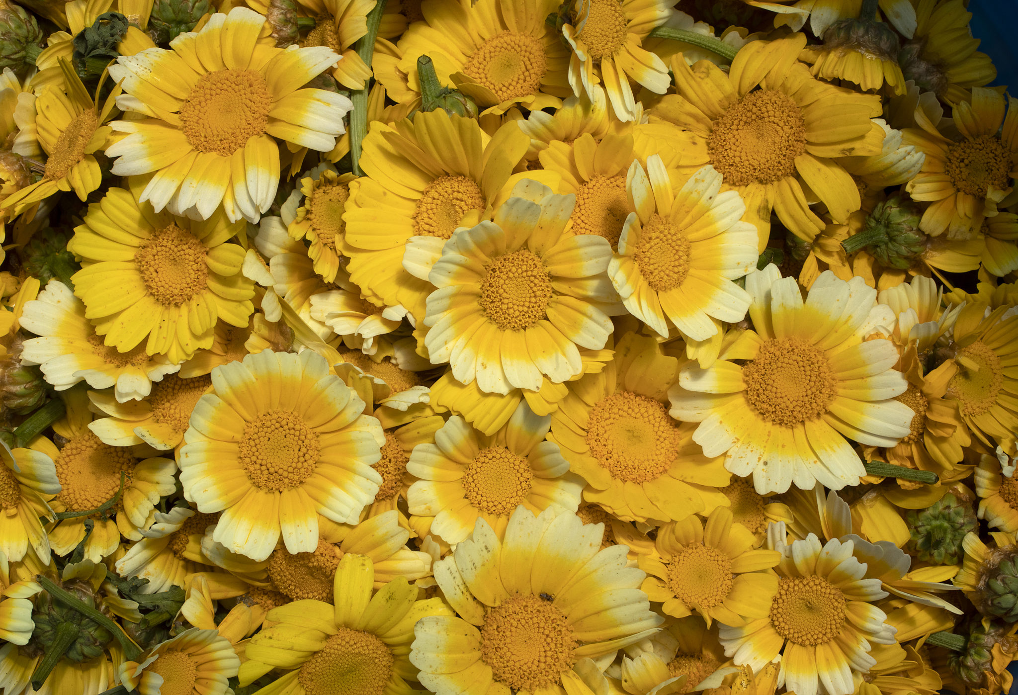 Chrysanthemum, Radical Family Farms in Sebastopol. (John Burgess/The Press Democrat)