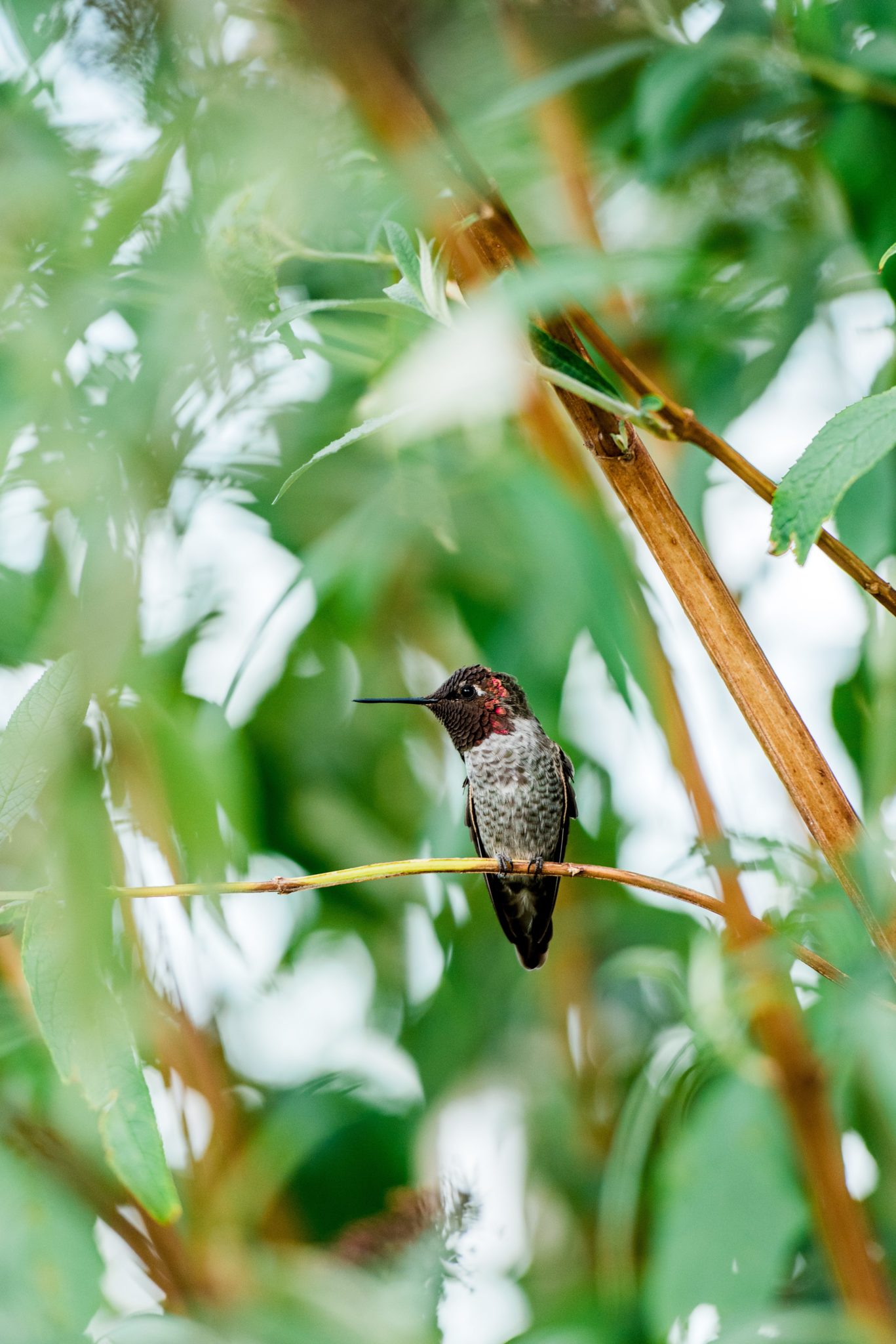 The Berliners planned their Petaluma garden to provide food, water, and shelter for local wildlife, including Anna’s hummingbirds. (Rebecca Gosselin)