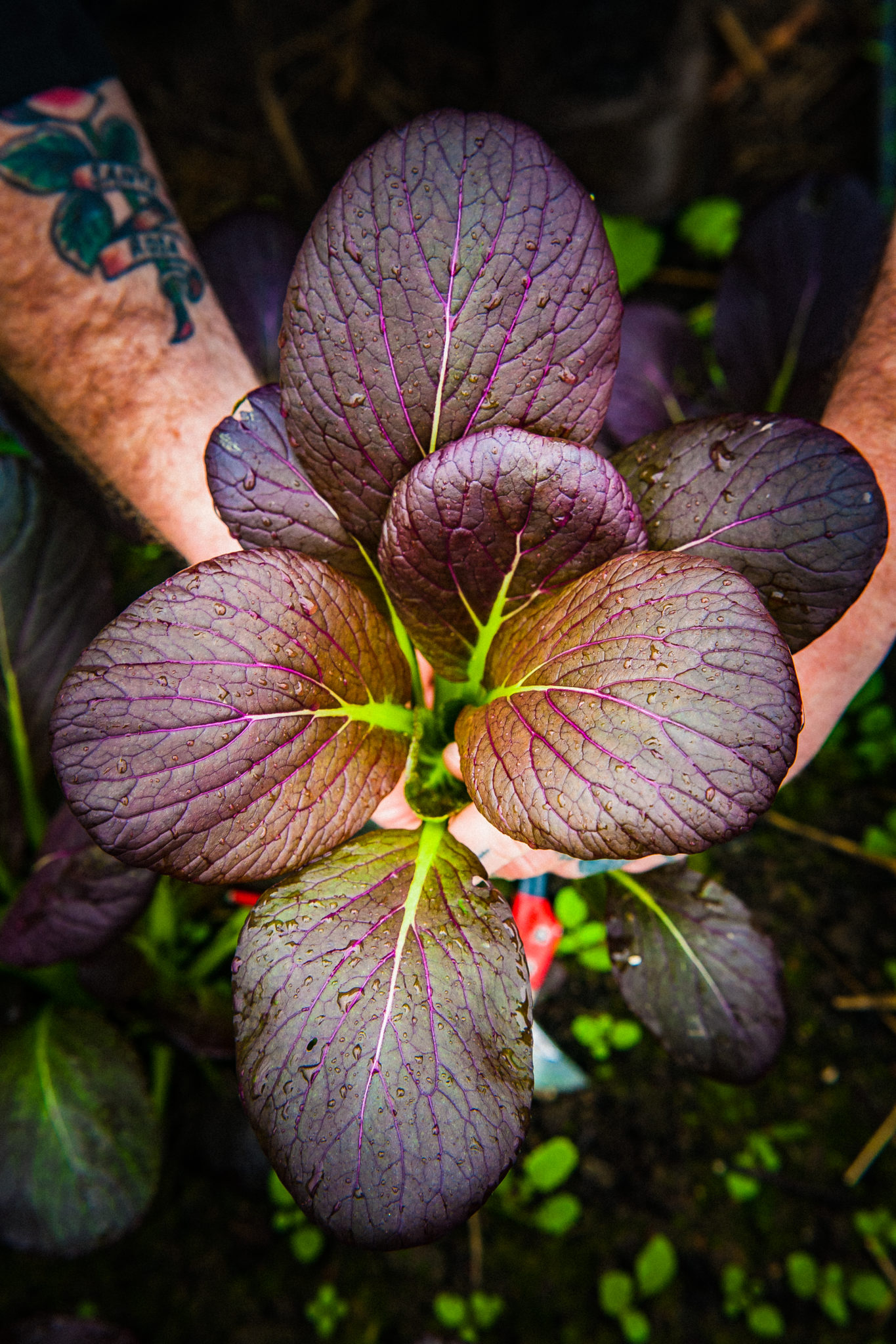 Produce from the new Single Thread farm in Dry Creek Valley will be a focus of the restaurant at Little Saint. (John Troxell)