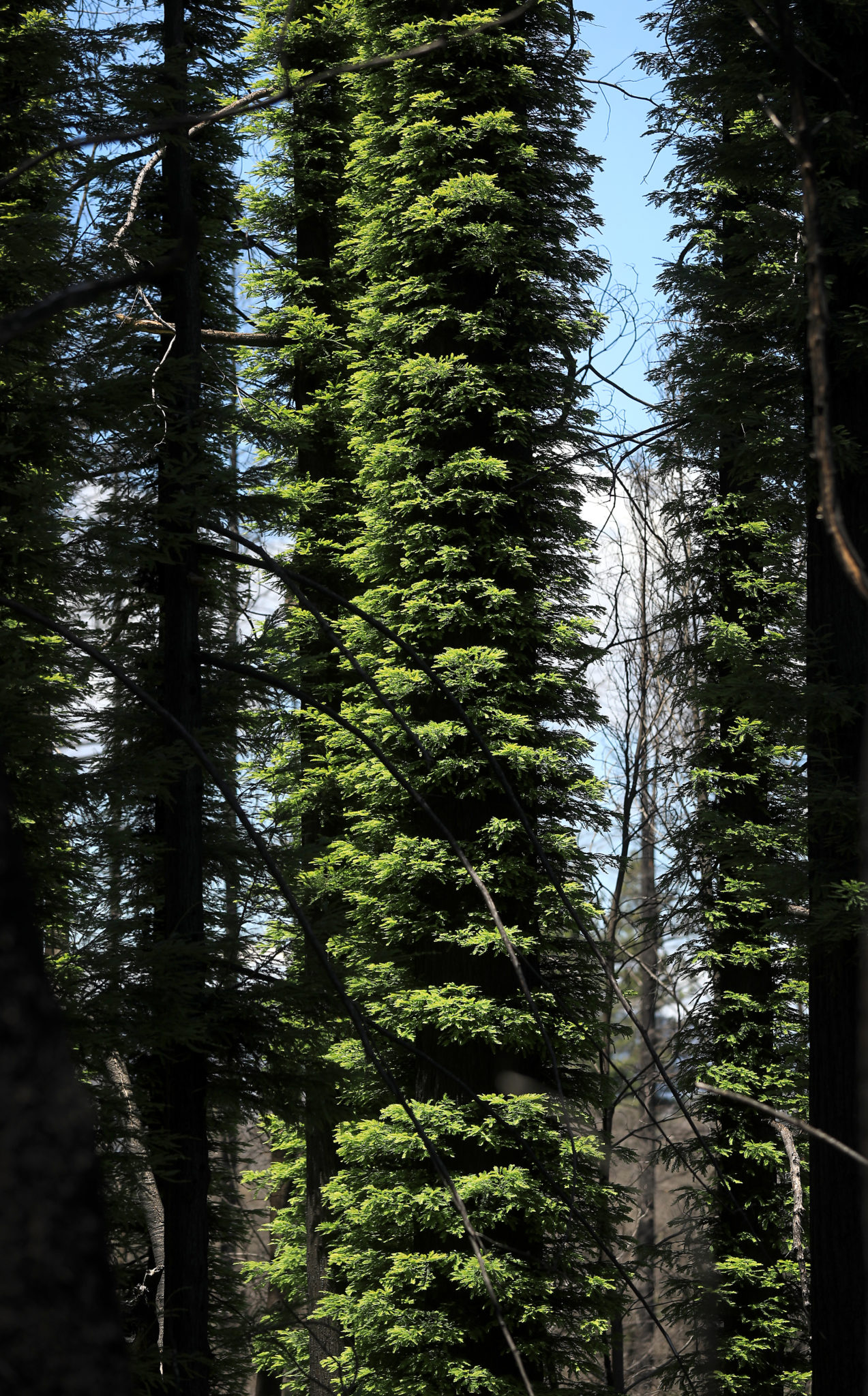 Redwood trees begin to regenerate at Pepperwood Preserve in a part of the preserve, severely damaged by the Tubbs fire, Tuesday, May 28, 2019. (Kent Porter / Press Democrat) 2019