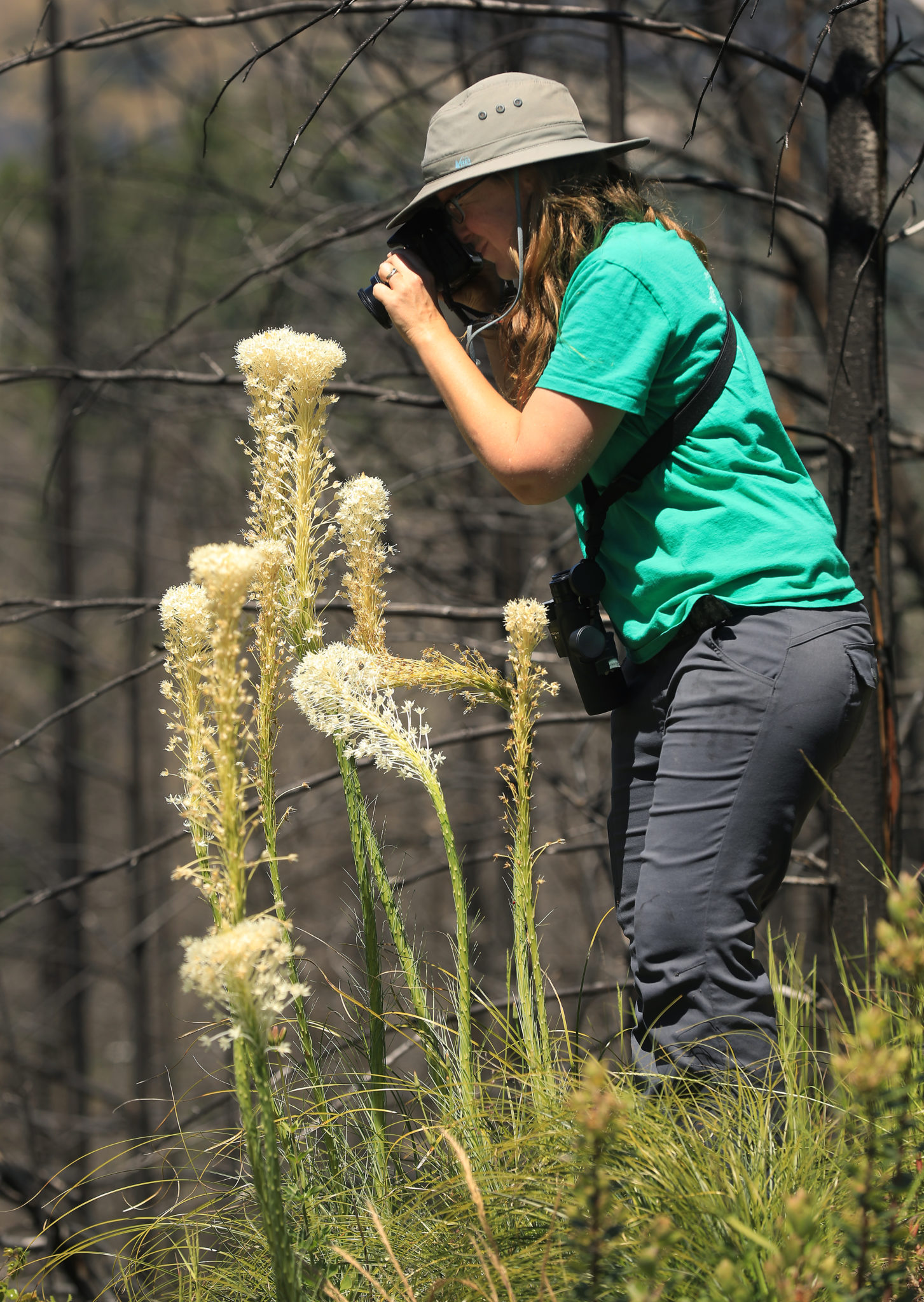 Environmental educator Nicole Barden photographs bear grass blooms in an area of Pepperwood Preserve that burned the hottest, Tuesday, May 28, 2019, during the Tubbs fire. (Kent Porter / Press Democrat) 2019